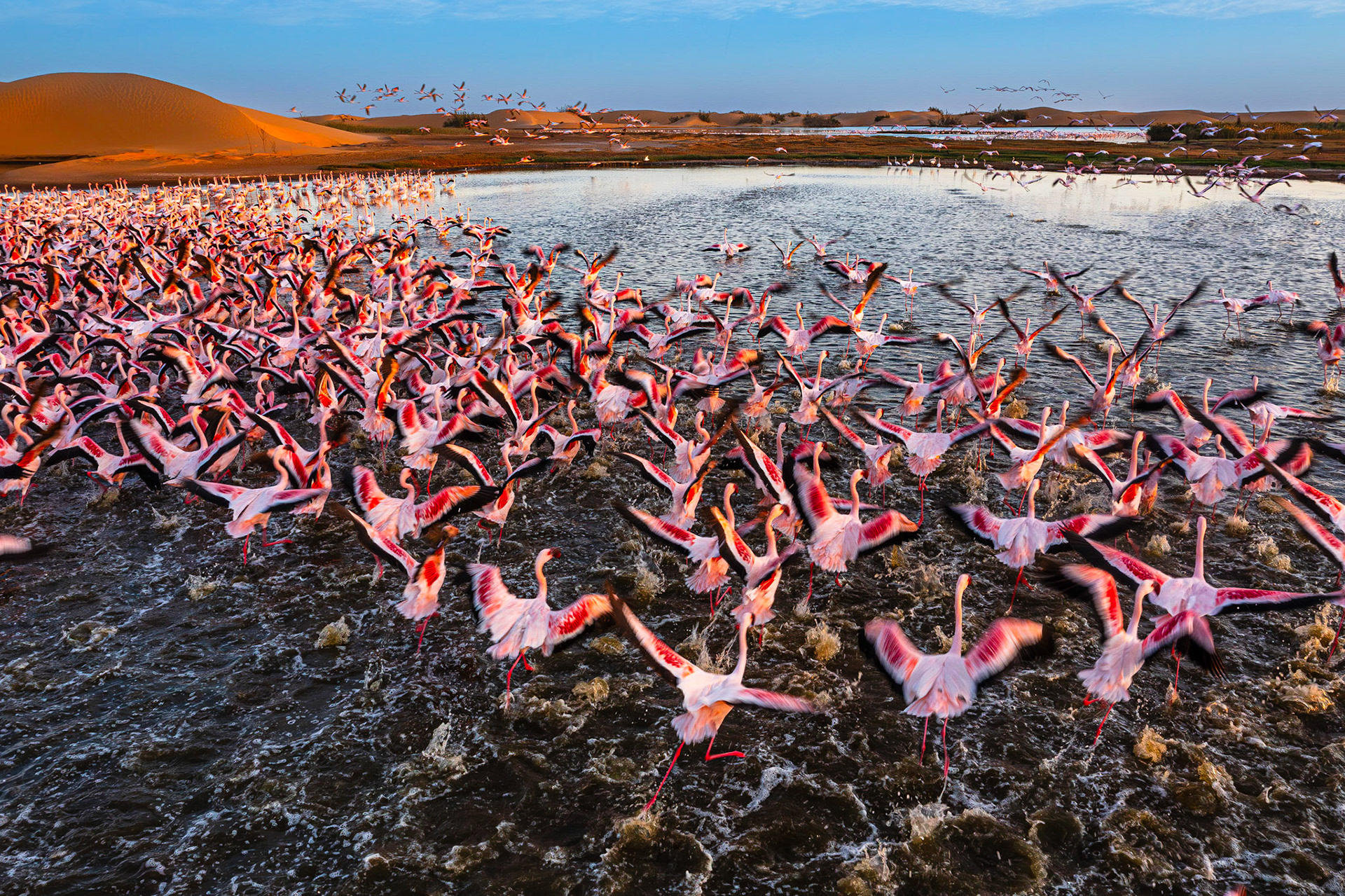 Desert scenery with saltwater lagoons full of beautiful flamingos. Namib-Nukluft National Park - Walvish Bay, Namibia