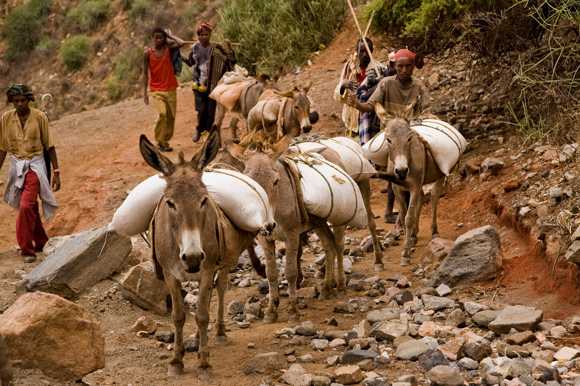 Ze dna nahoru vede jediná, místy poměrně úzká stezka. Nejvíce toho oddřou osli a muly. V pytlích na svém hřbetě celý den vynášejí nahoru drahocennou sůl.