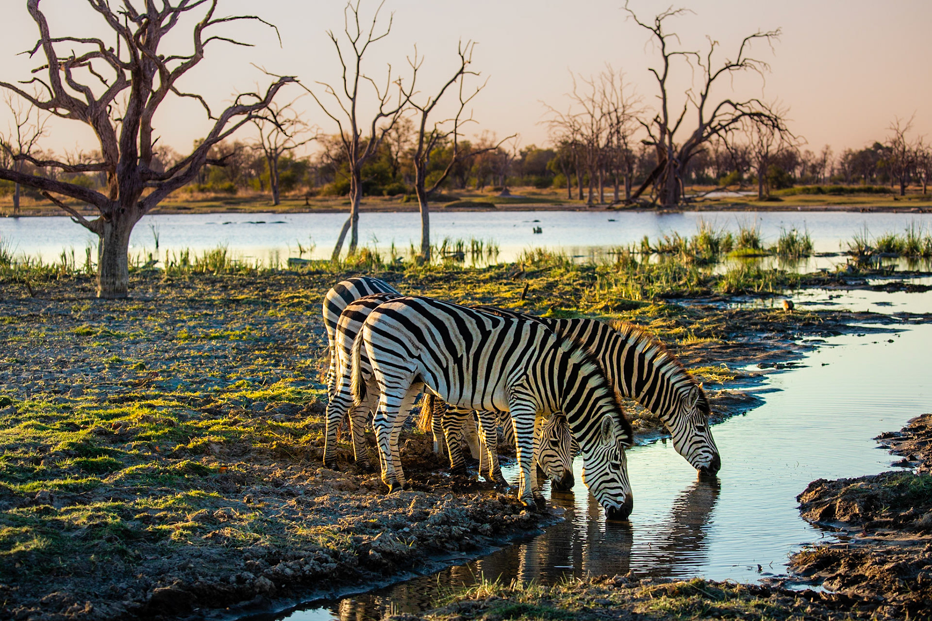 Elephants in Moremi National Park - Botswana