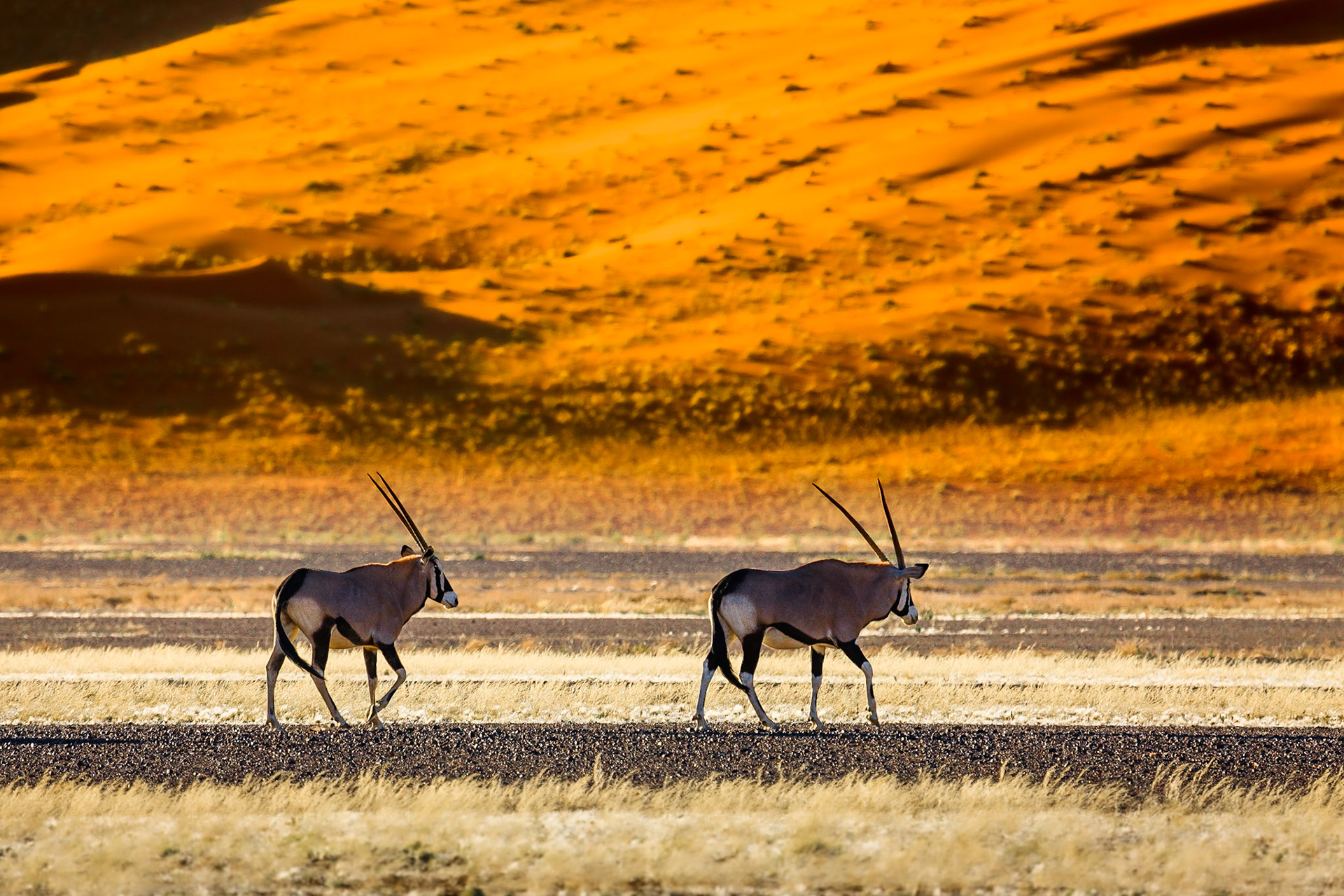 Oryx antelope and orange dunes in Sossusvlei - Namib - Namibia