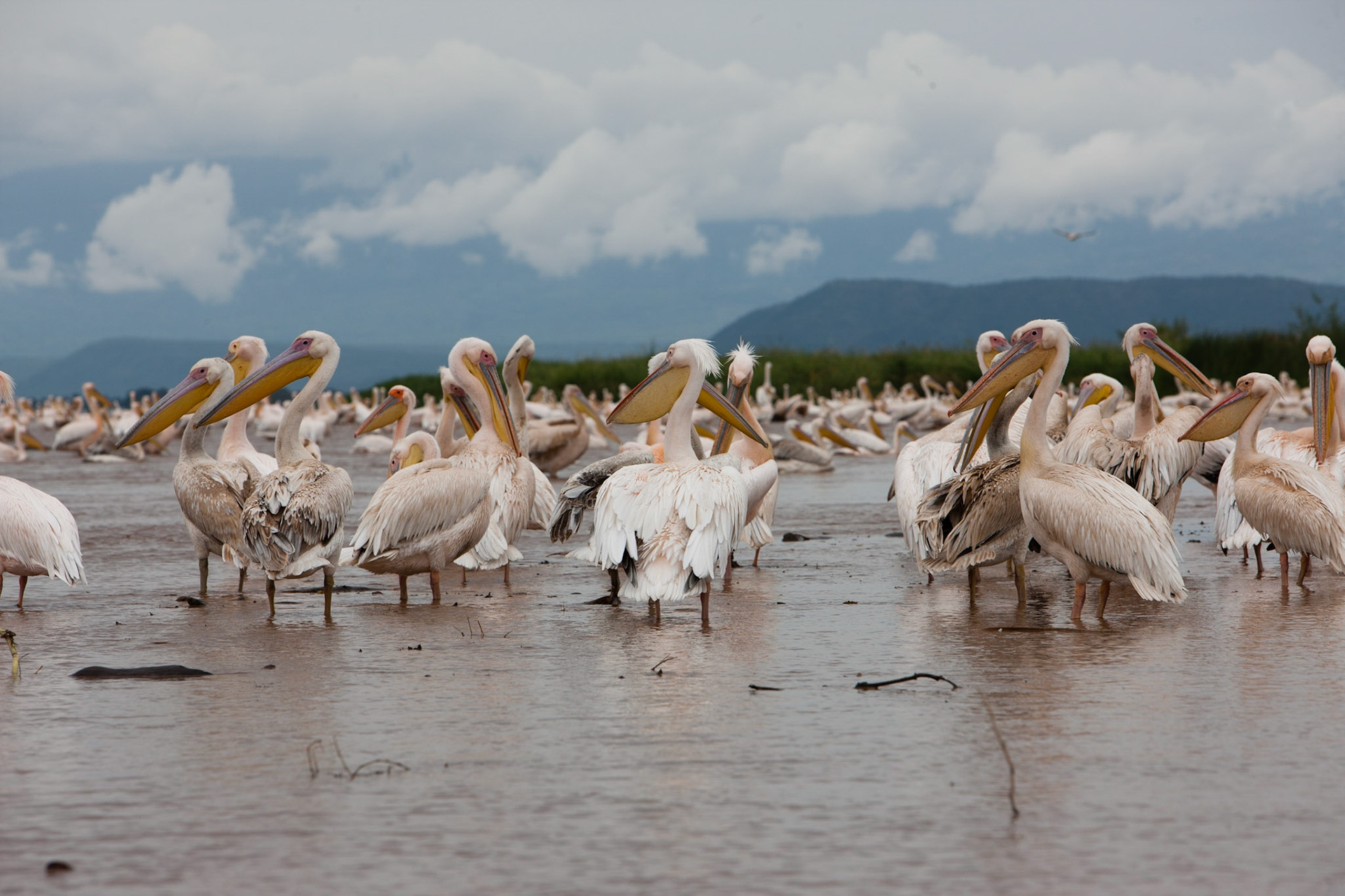 Jezero Chamo je součástí národního parku Nechisar, nacházejícího se nedaleko města Arba Minch.