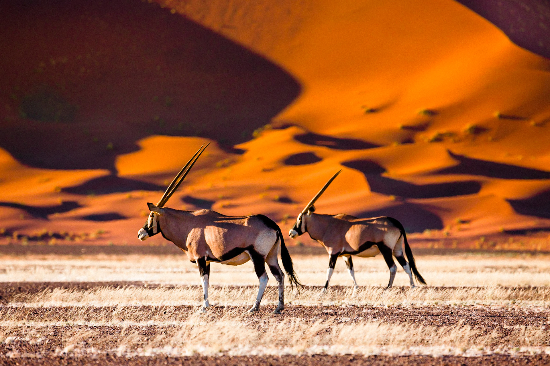 Oryx and dunes - Sossusvlei - Namibia / Kombinace impozantních dun Namibu v Sossusvlei a elegantních jihoafrických přímorožců (Oryxů) v zapadajícím slunci zhmotňuje fotografův splněný sen. Na druhou stranu tetelící se horký vzduch nad rozpáleným povrchem pouště je nepřekonatelný problém pro dosažení dokonale ostré fotografie. I ze sebelepšího objektivu udělá jen plastovou hračku za pár korun.