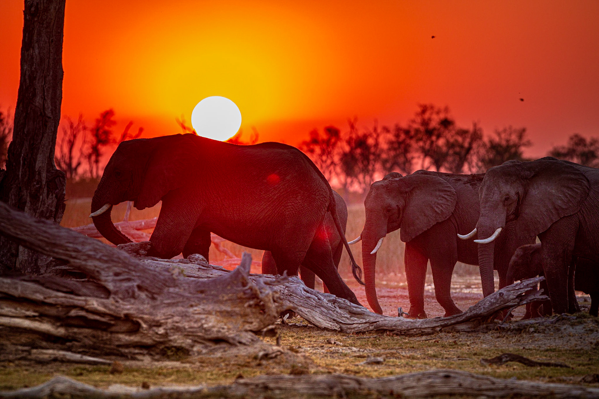 Elephants in Moremi National Park - Botswana