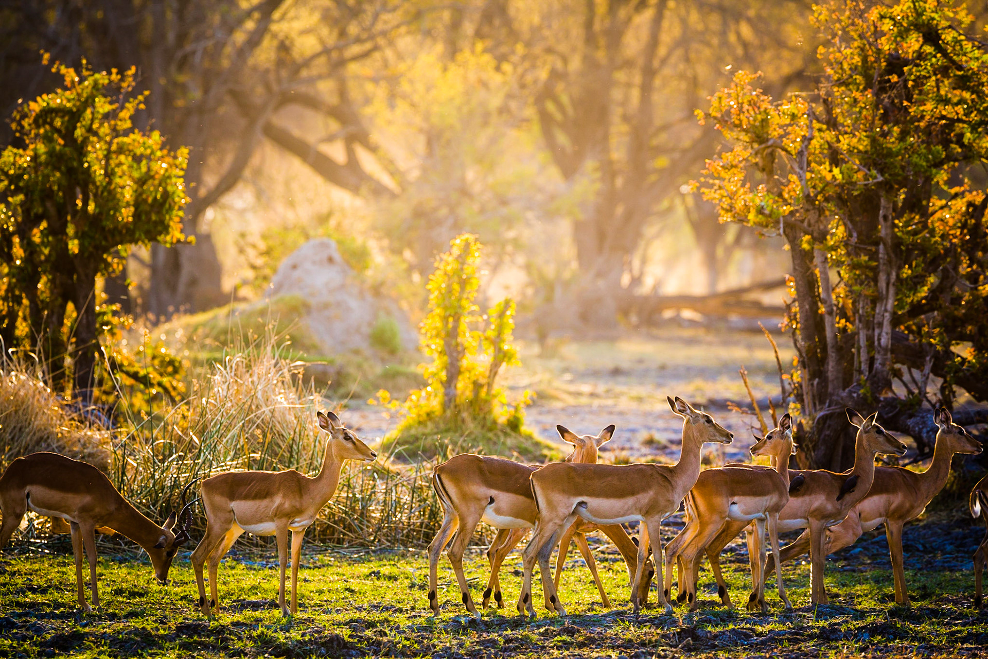Impalas in sunset. Moremi National Park, Botswana / Skupinka Impal fotografovaná v protisvětle zapadajícího slunce v Národním Parku Moremi v deltě řeky Okawango.