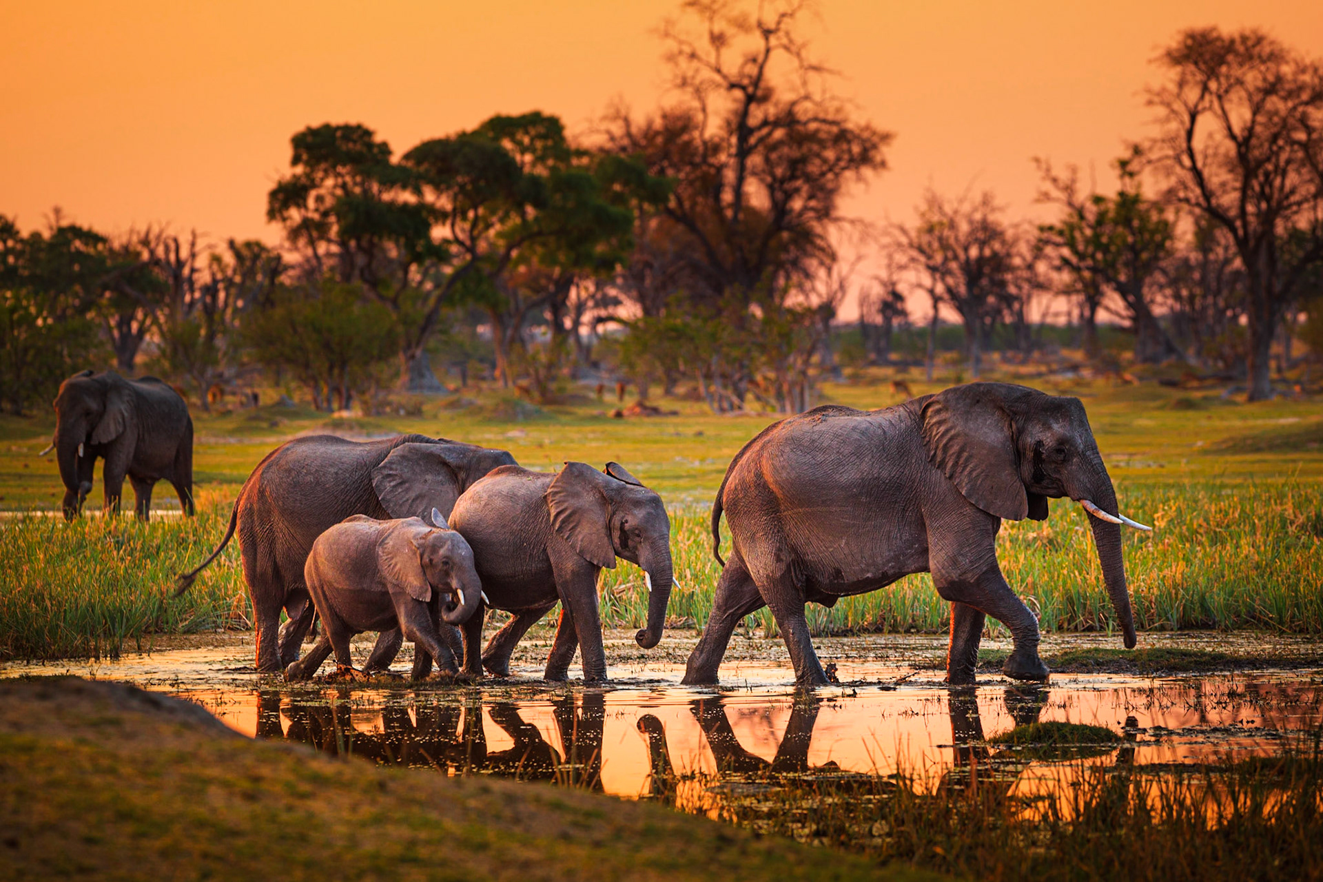 Elephants in Moremi National Park - Botswana / Nádherné podvečerní divadlo mi připravila početná stáda slonů v místě nazvaném Death tree island v deltě řeky Okawango. Zážitek na celý život.