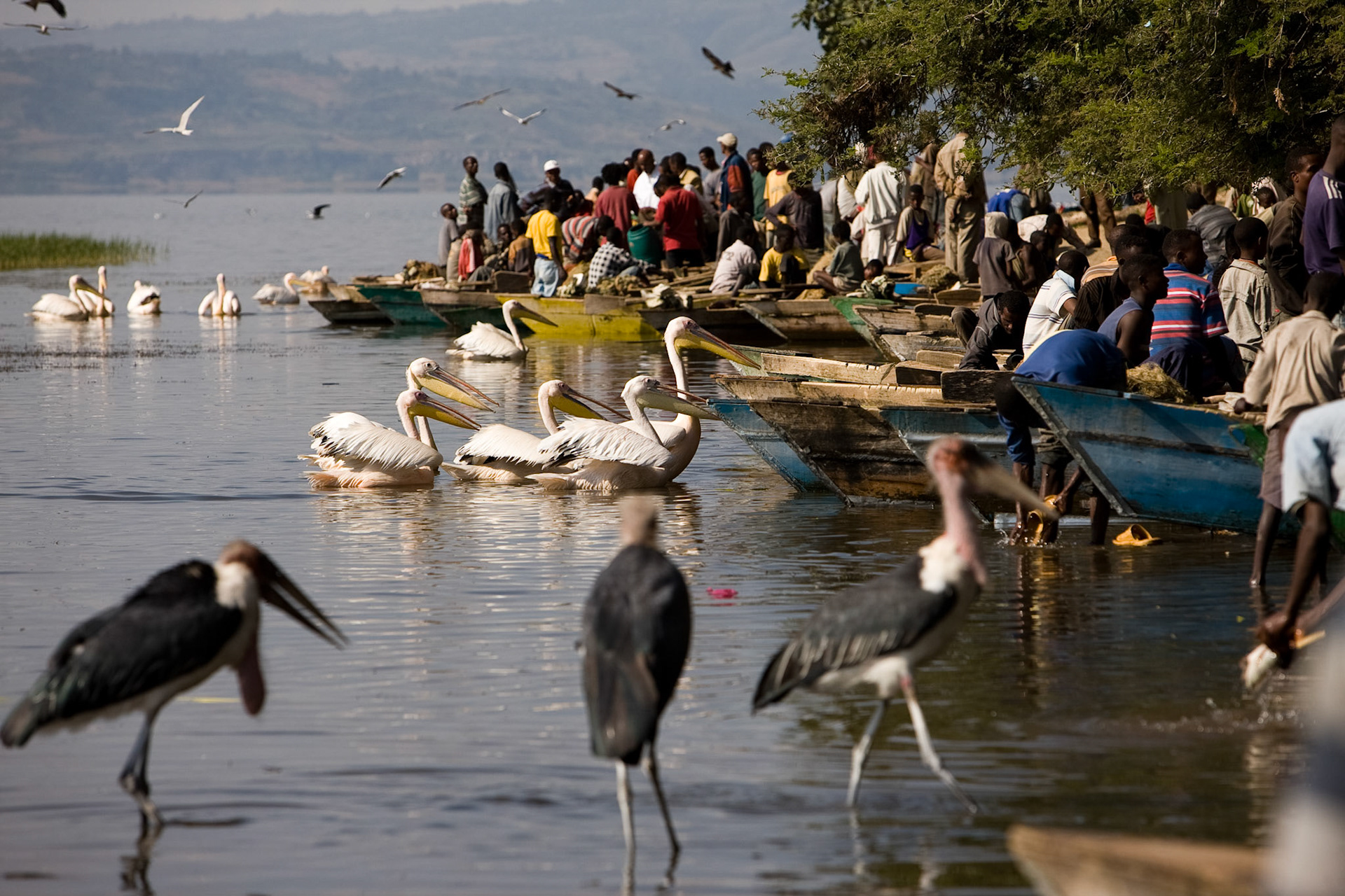Každé ráno zhruba od 8 do 10 hod. se koná na břehu jezera Awasa prodej úlovků místních rybářů. Patřičnou atmosféru dokreslují hejna vodních ptáků, trpělivě čekajících na nějaký ten odpad.