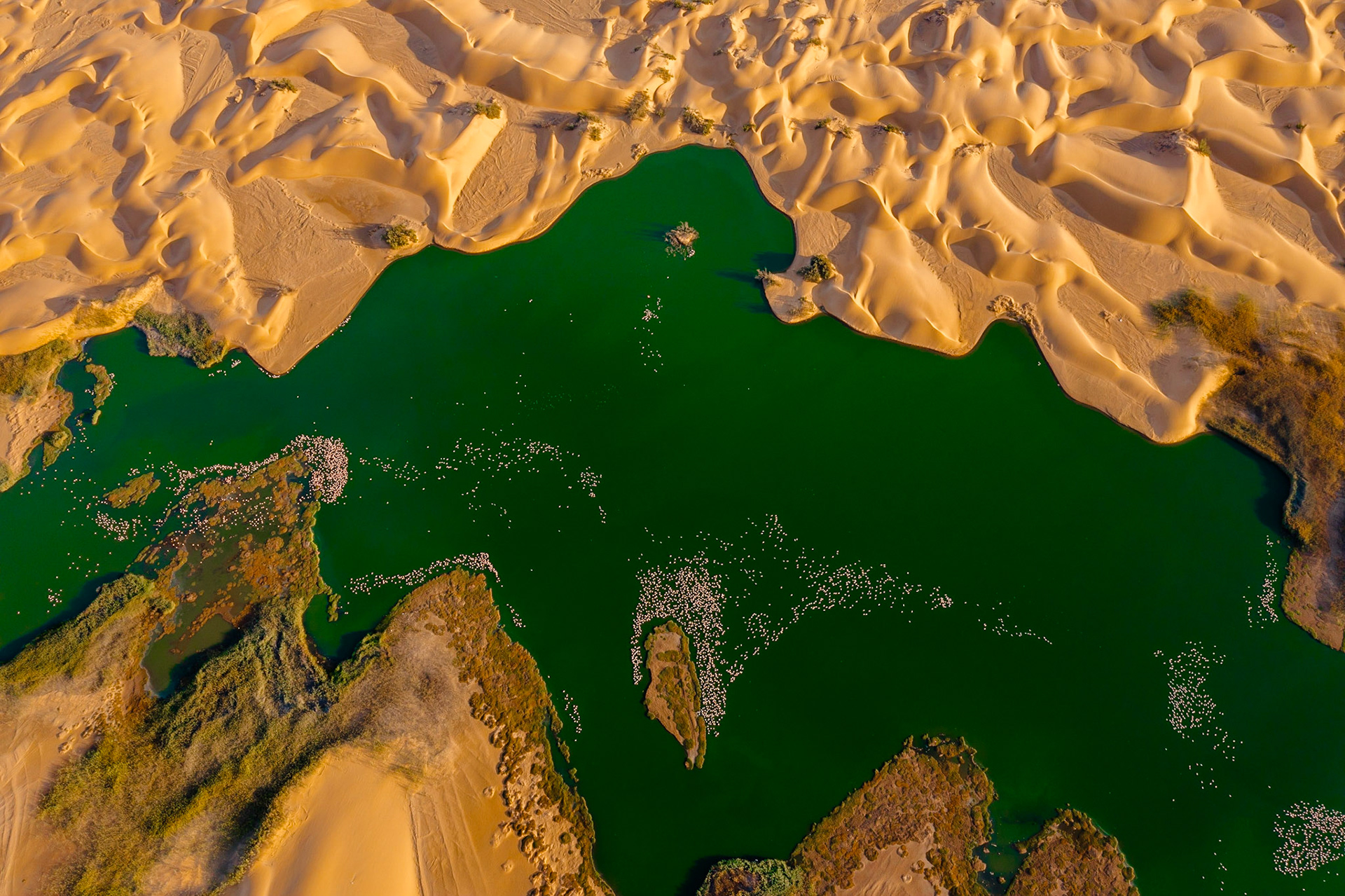 Desert scenery with saltwater lagoons full of beautiful flamingos. Namib-Nukluft National Park - Walvish Bay, Namibia