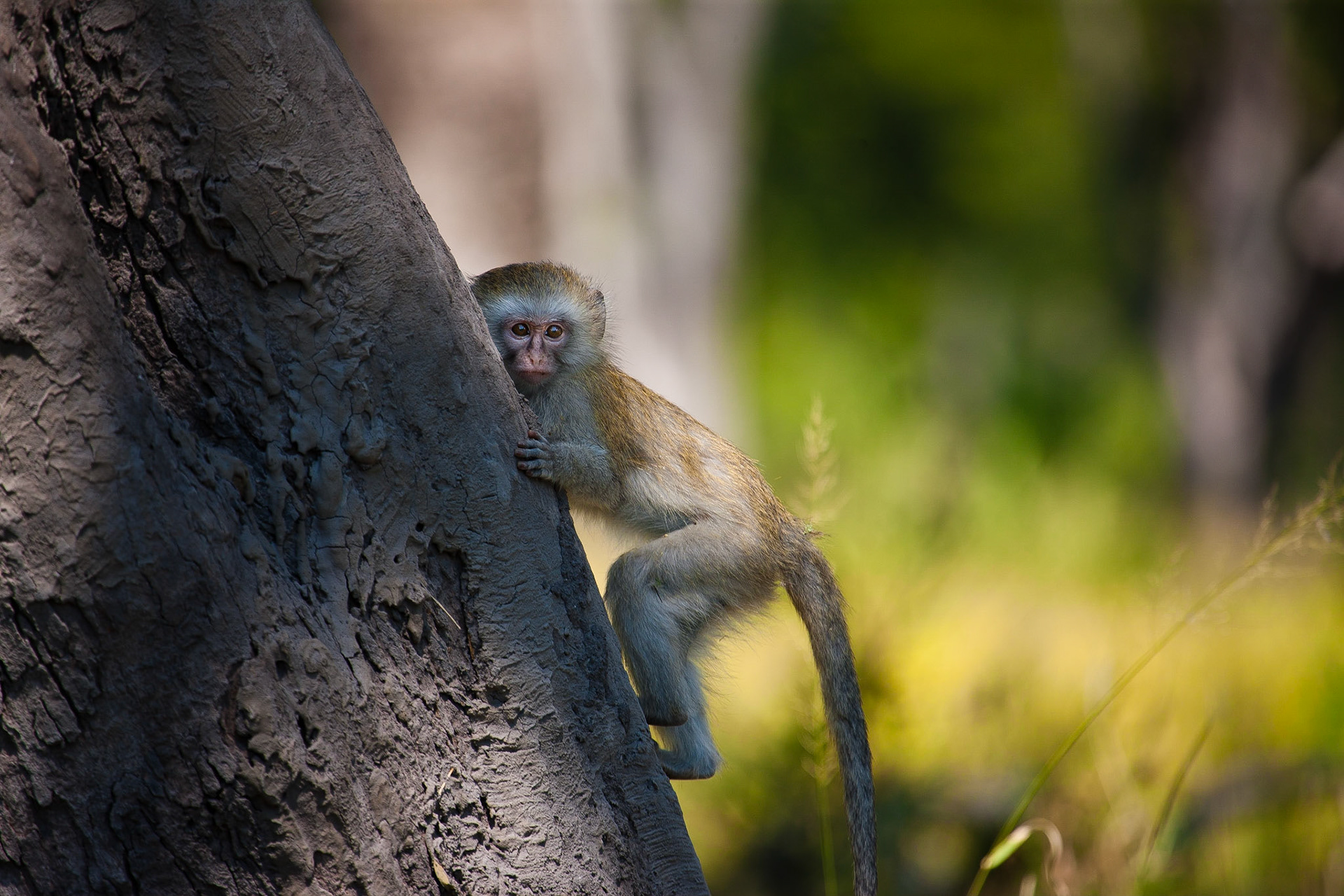 Zvědavé mládě kočkodana obecného.