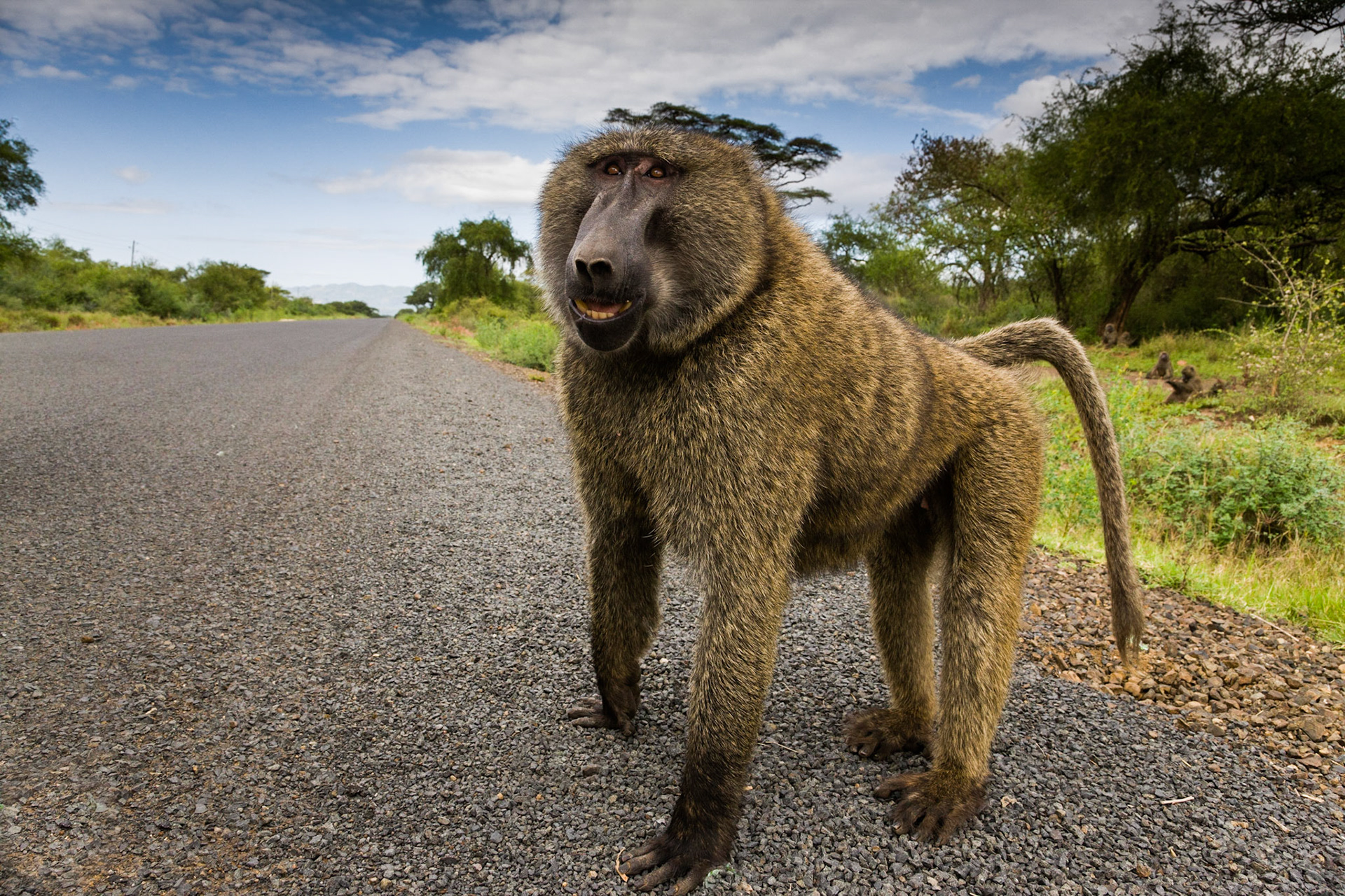 Baboon near lake chamo - Ethiopia
