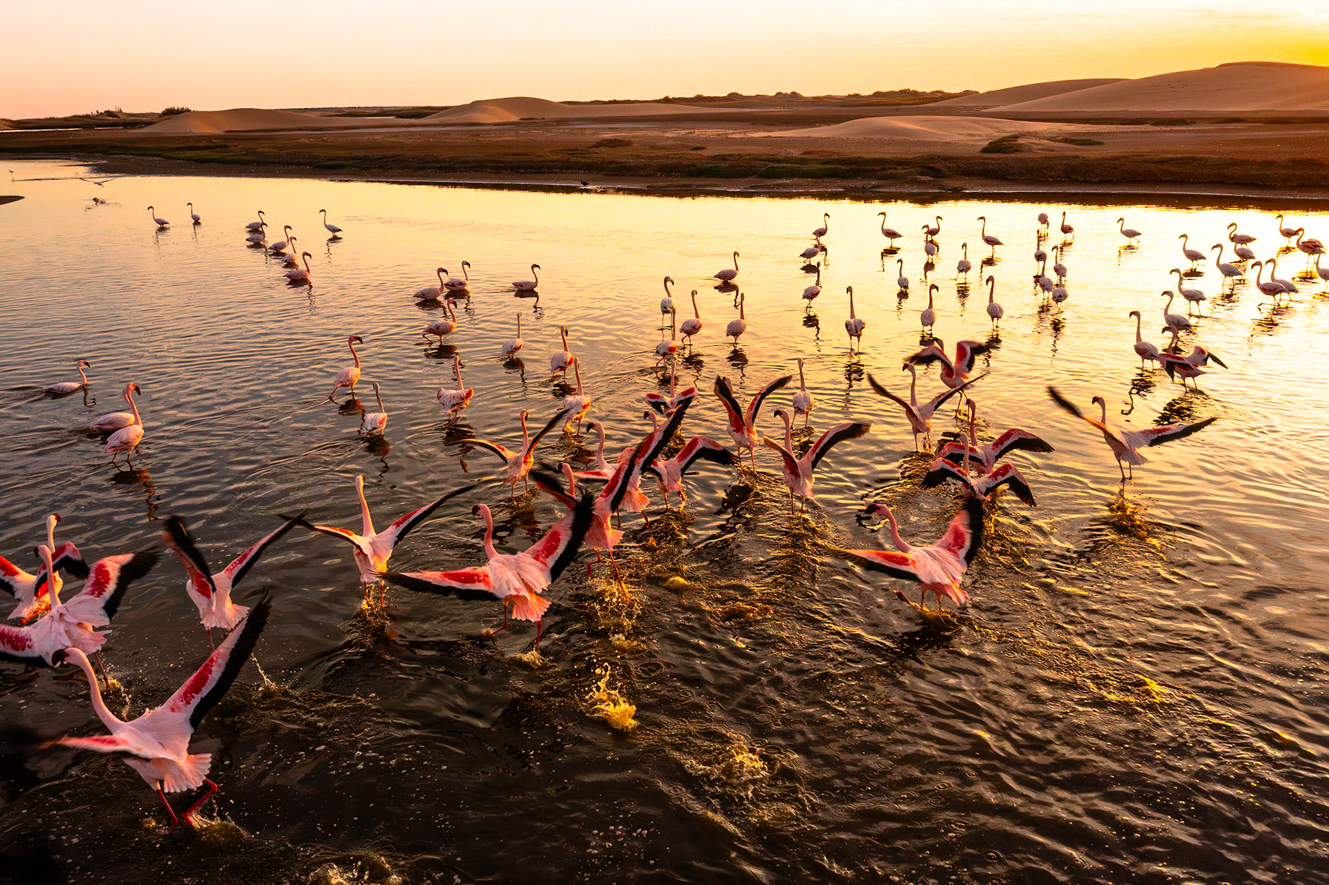 Desert scenery with saltwater lagoons full of beautiful flamingos. Namib-Nukluft National Park - Walvish Bay, Namibia