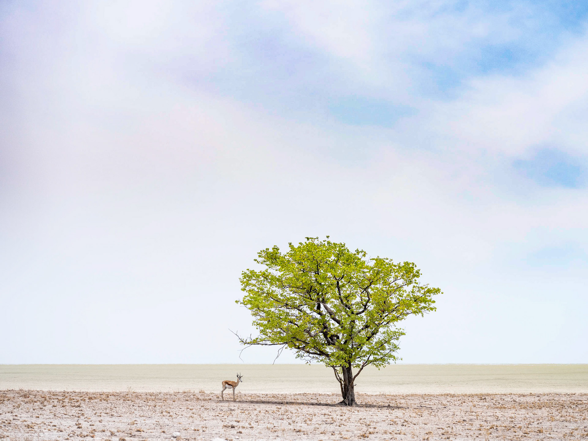 Wildlife in salt pan - Etosha National Park - Namibia