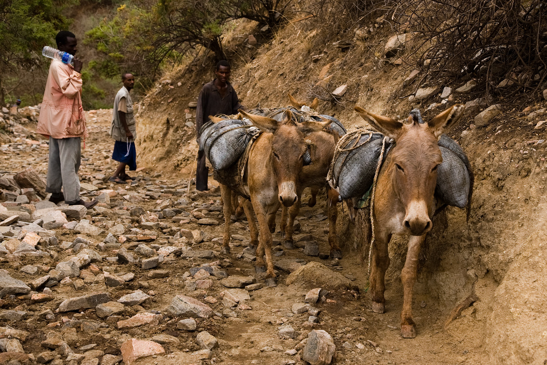 Ze dna nahoru vede jediná, místy poměrně úzká stezka. Nejvíce toho oddřou osli a muly. V pytlech na svém hřbetě celý den vynášejí nahoru drahocenou sůl.
