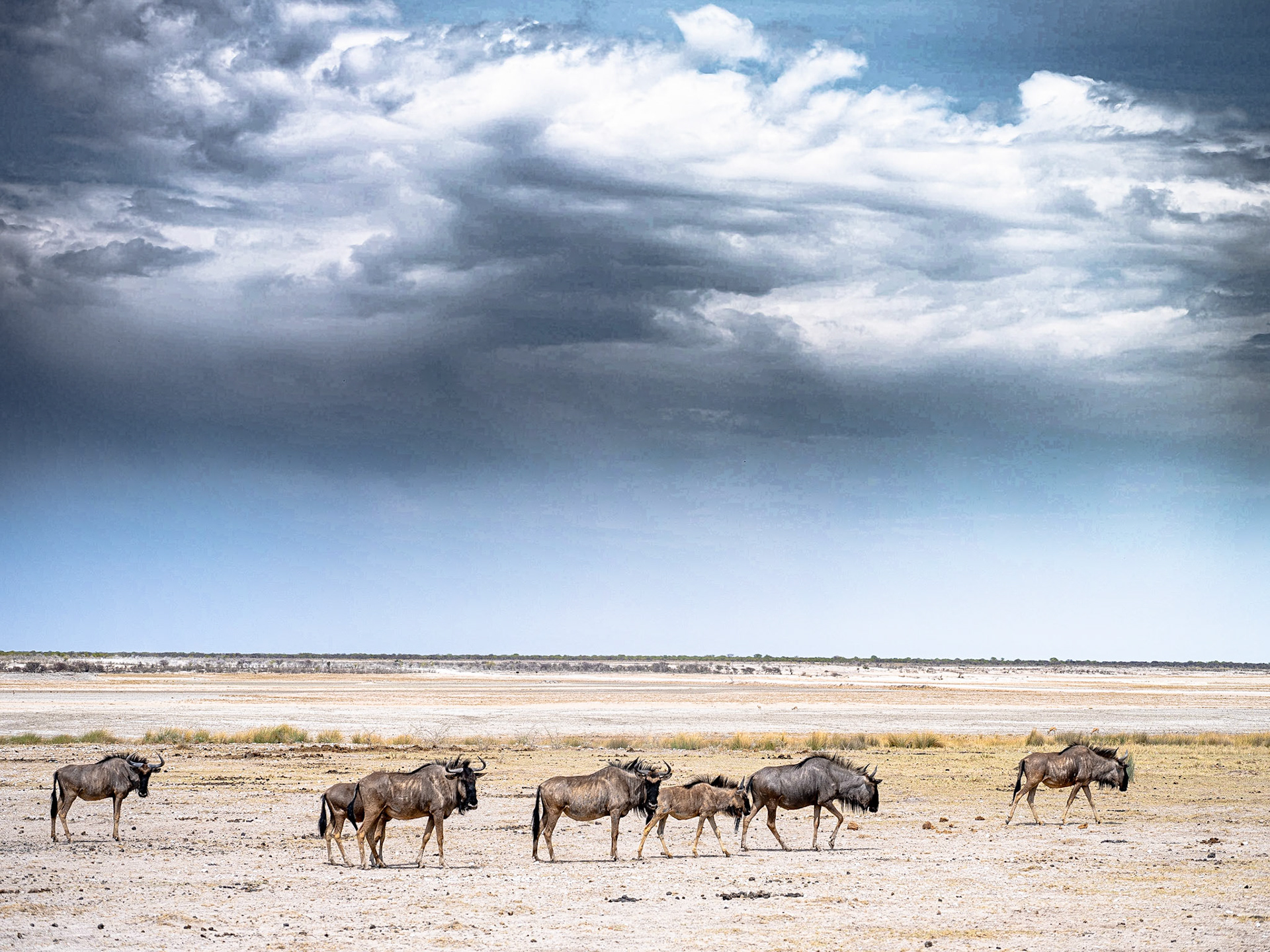 Wildlife in salt pan - Etosha National Park - Namibia