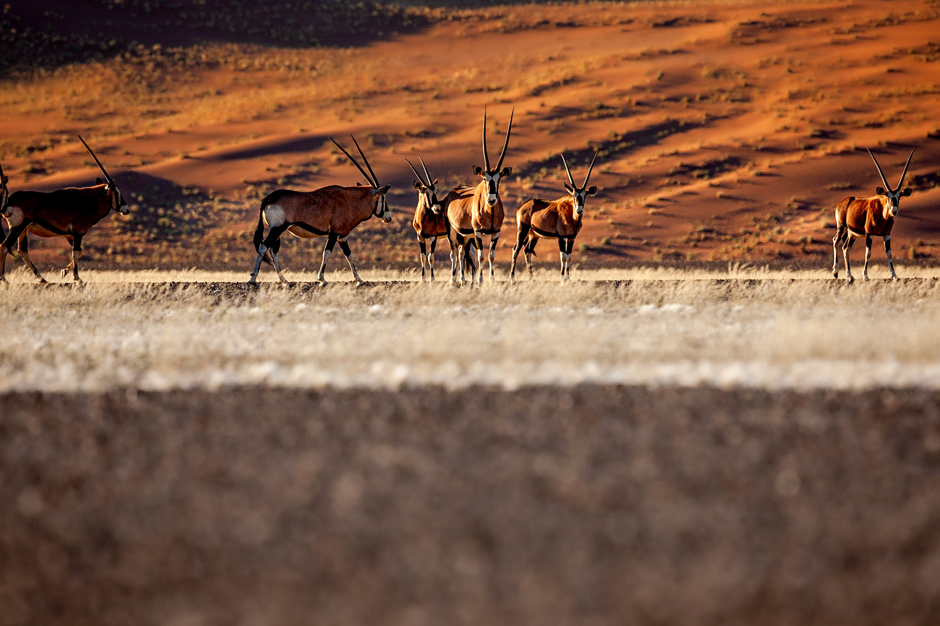 Oryx antelope and orange dunes in Sossusvlei - Namib - Namibia