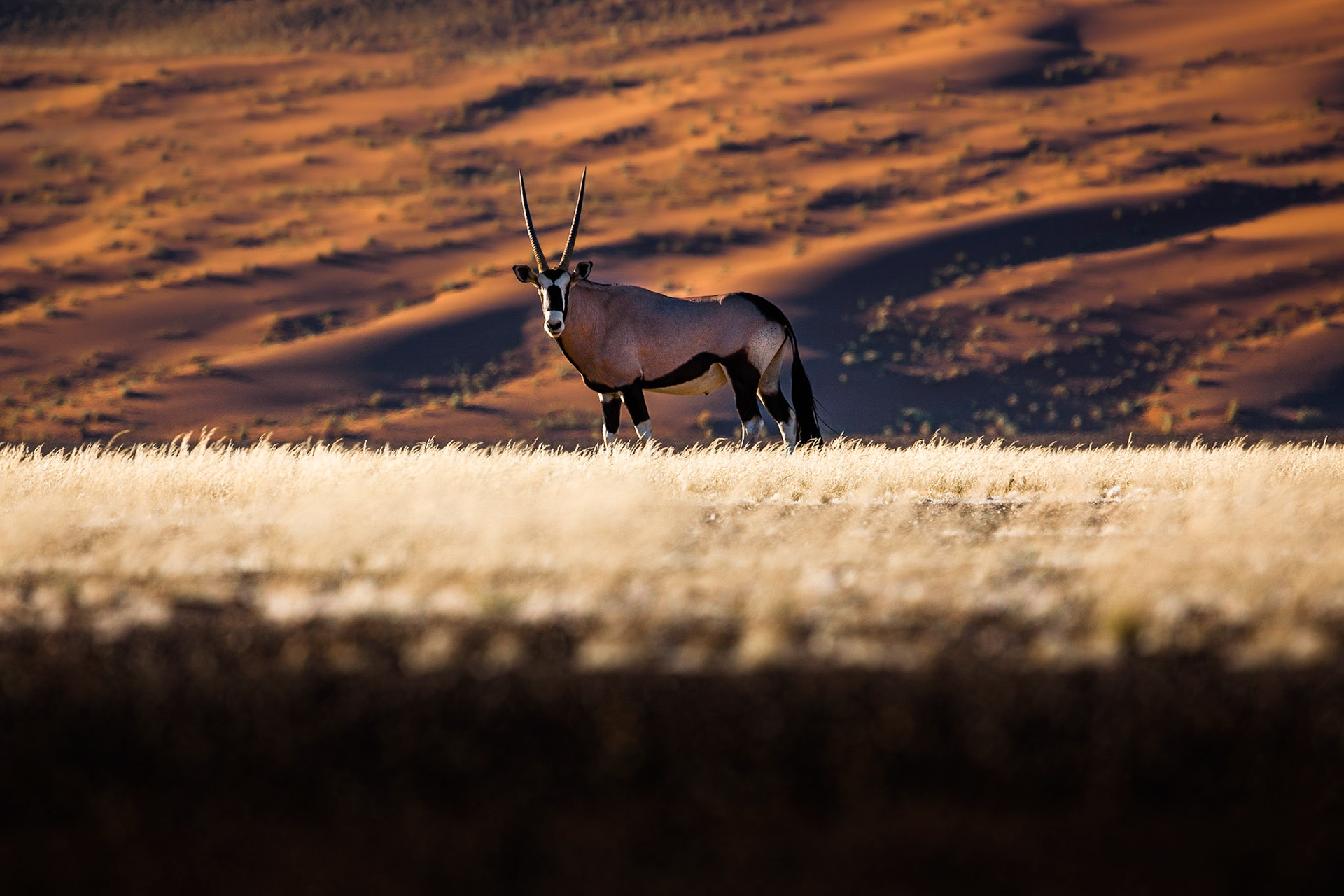 Oryxové (Přímorožec jihoafrický) jsou pro mě jedny z nejelegantnějších antilop a konečně se mi podařilo nafotit si je s pozadím dun v zapadajícím slunci.