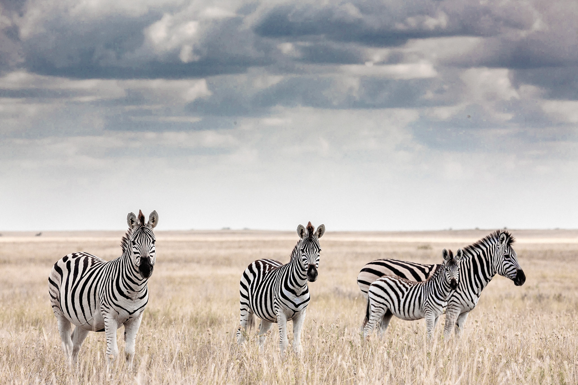 Zebras migration -  Makgadikgadi Pans National Park - Botswana