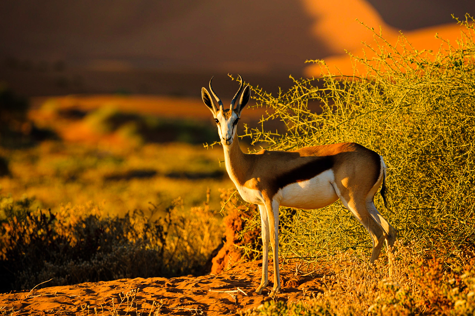 Sussusvlei Deadvlei - Namibia