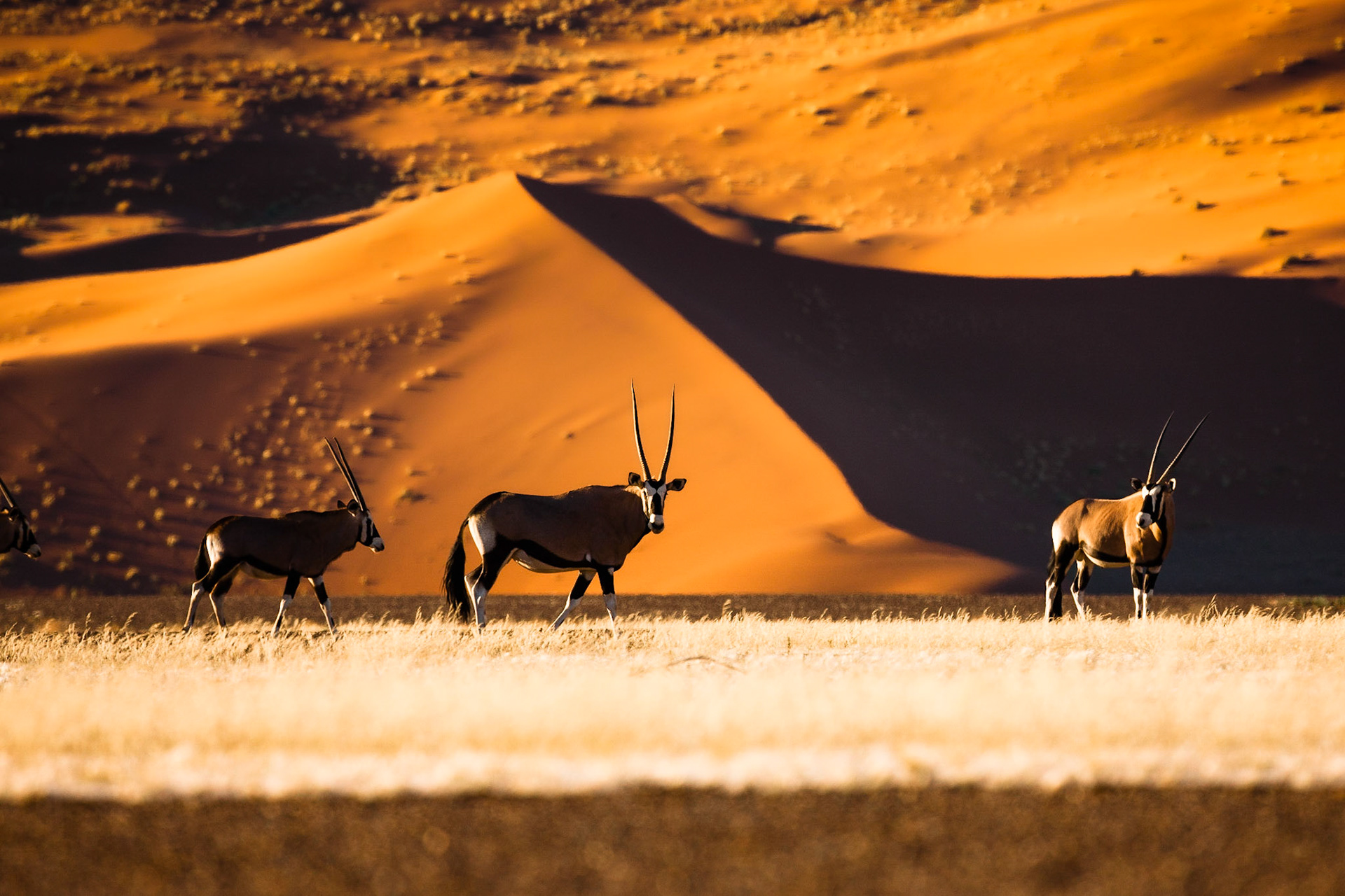 Oryx and dunes - Sossusvlei - Namibia