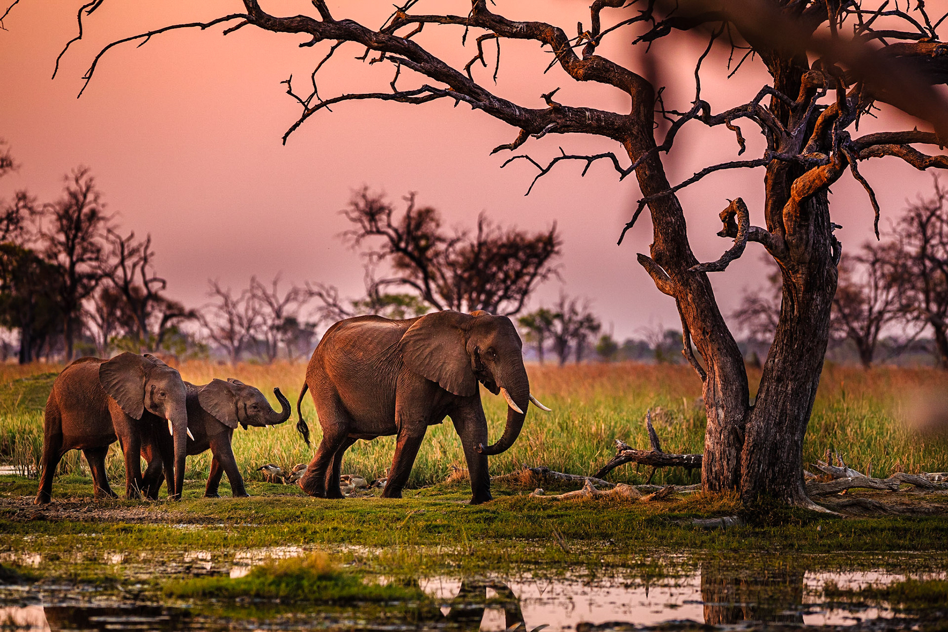 Elephants in Moremi National Park - Botswana