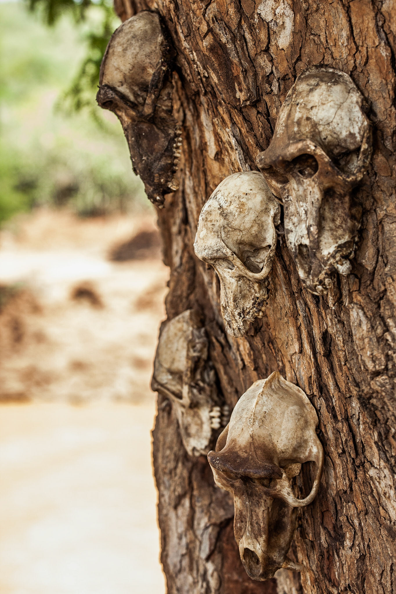 Hadza tribe, Lake Eyasi, Tanzania - 17 March 2011 / Lidé z kmene Hadza, Tanzánie, 2011