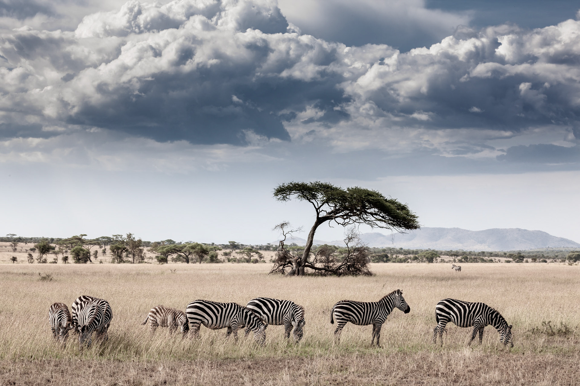 Zebras in Serengeti National park - Tanzania