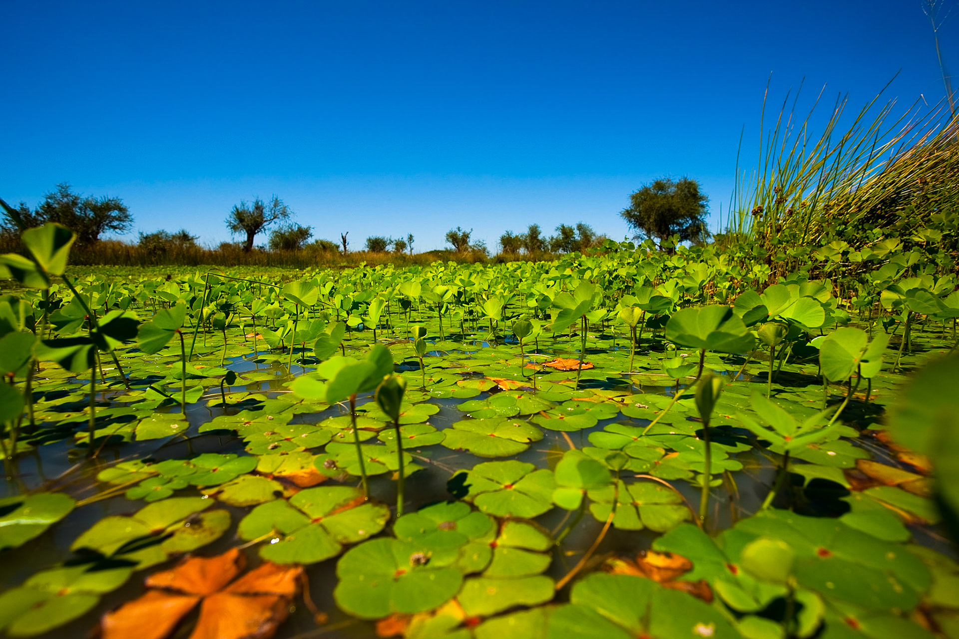 Po období dešťů je v parku mnoho vody, s postupujícím časem se ale průzračná jezírka mění v bahniště, která milují všudypřítomní sloni.
