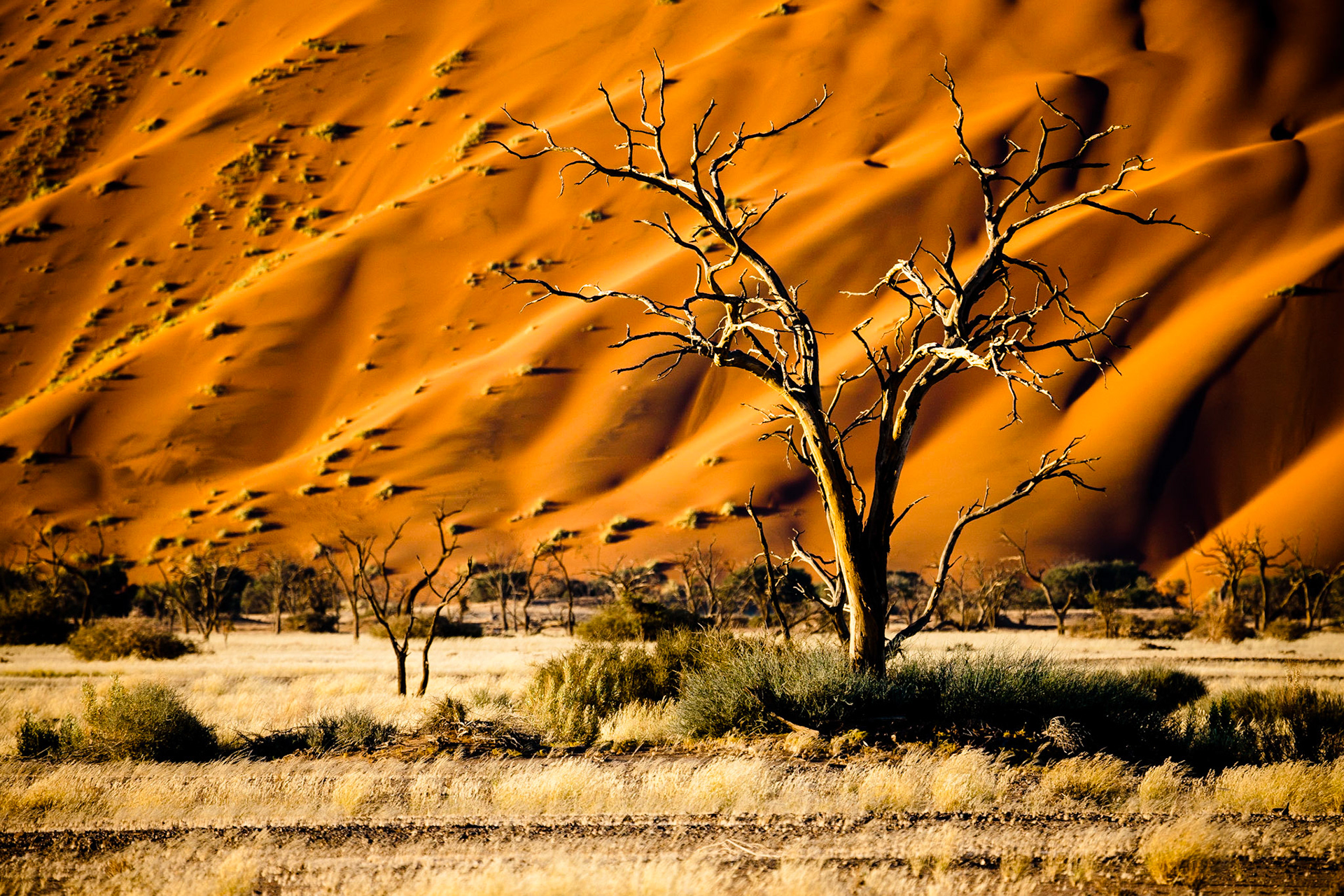 Duny Namibu v Sossusvlei