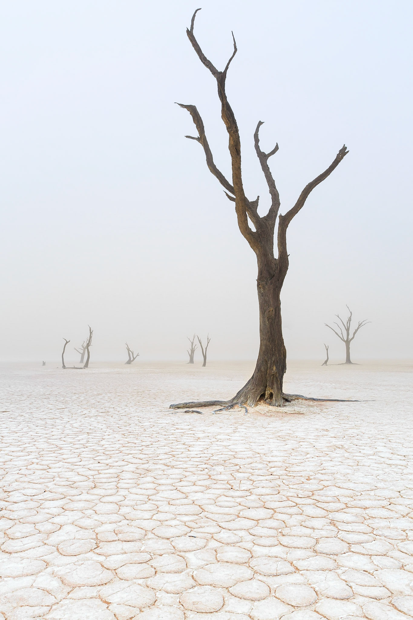 Až 300 metrů vysoké duny obklopují solnou pánev Sossusvlei. Přestože je toto místo ukryto hluboko v poušti, mlžná rána zde nejsou zase až tak výjimečná. Mlha dokáže diametrálně změnit atmosféru tohoto místa, které po většinu času září sluncem, sytě oranžovou a hnědou barvou.