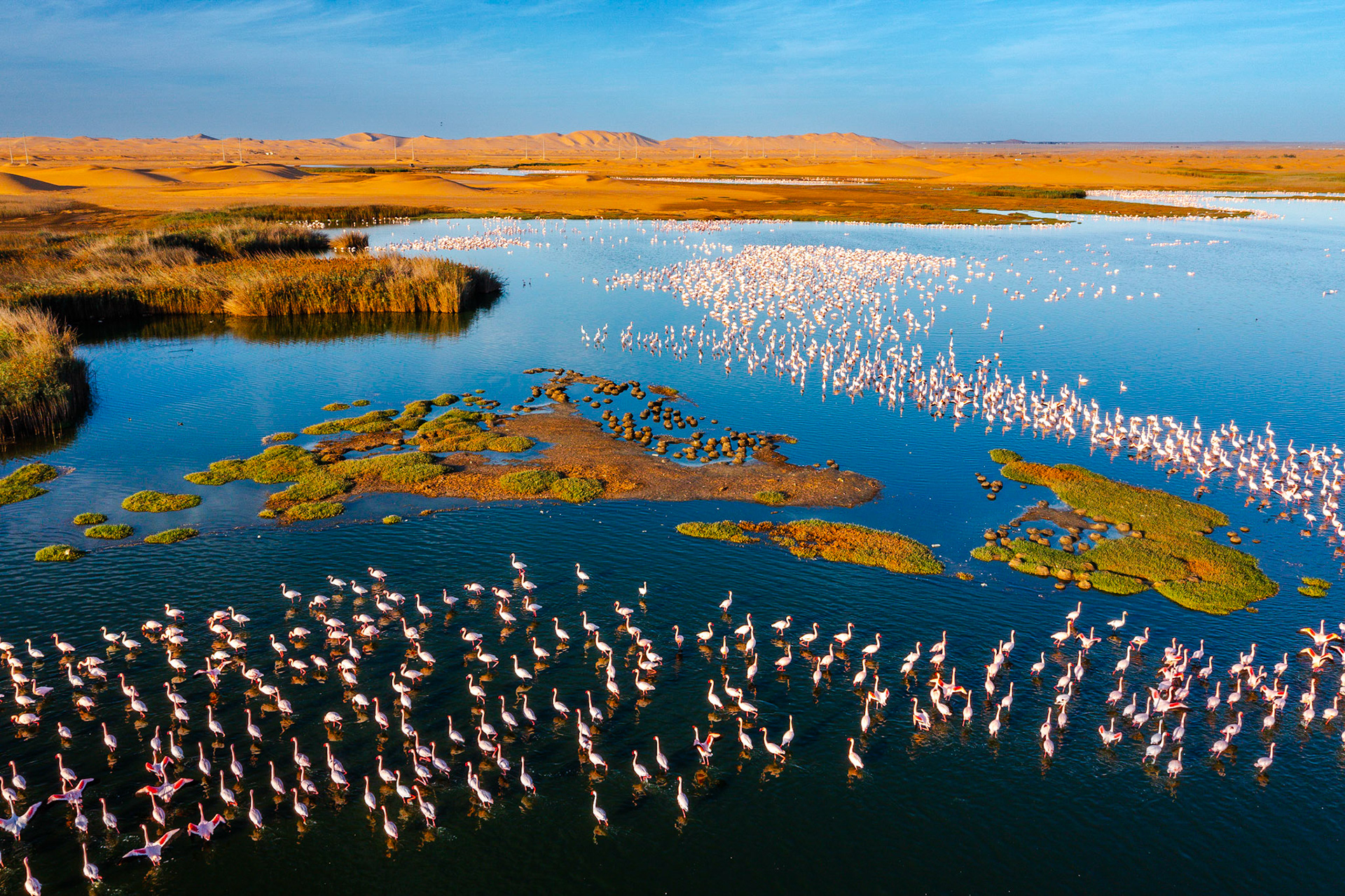 Desert scenery with saltwater lagoons full of beautiful flamingos. Namib-Nukluft National Park - Walvish Bay, Namibia