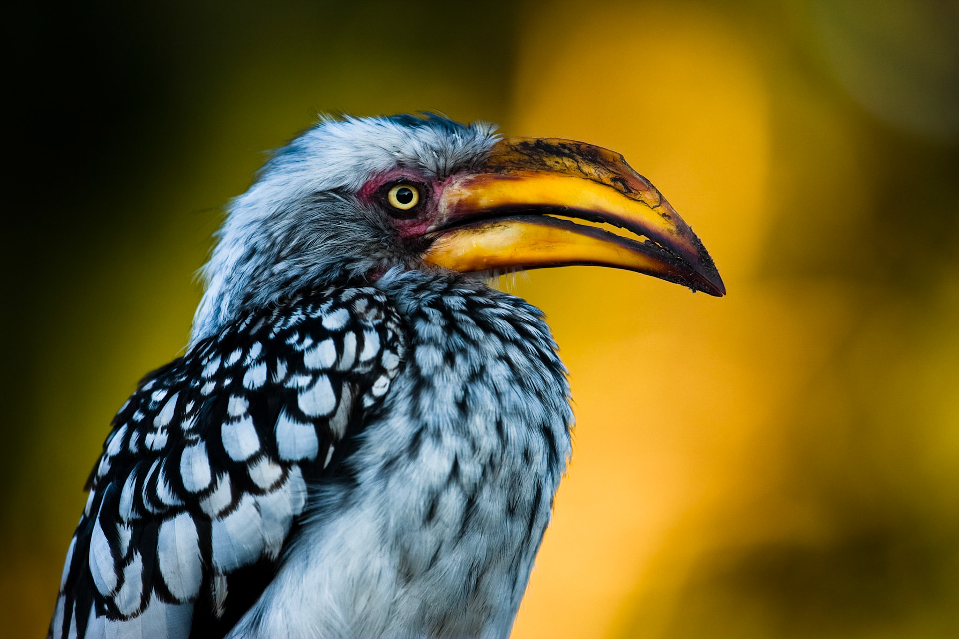 Pták, který nás na cestě po Botswaně doprovázel téměř na každém kroku. Kromě výrazného zbarvení zaujme i hlasitým křikem.