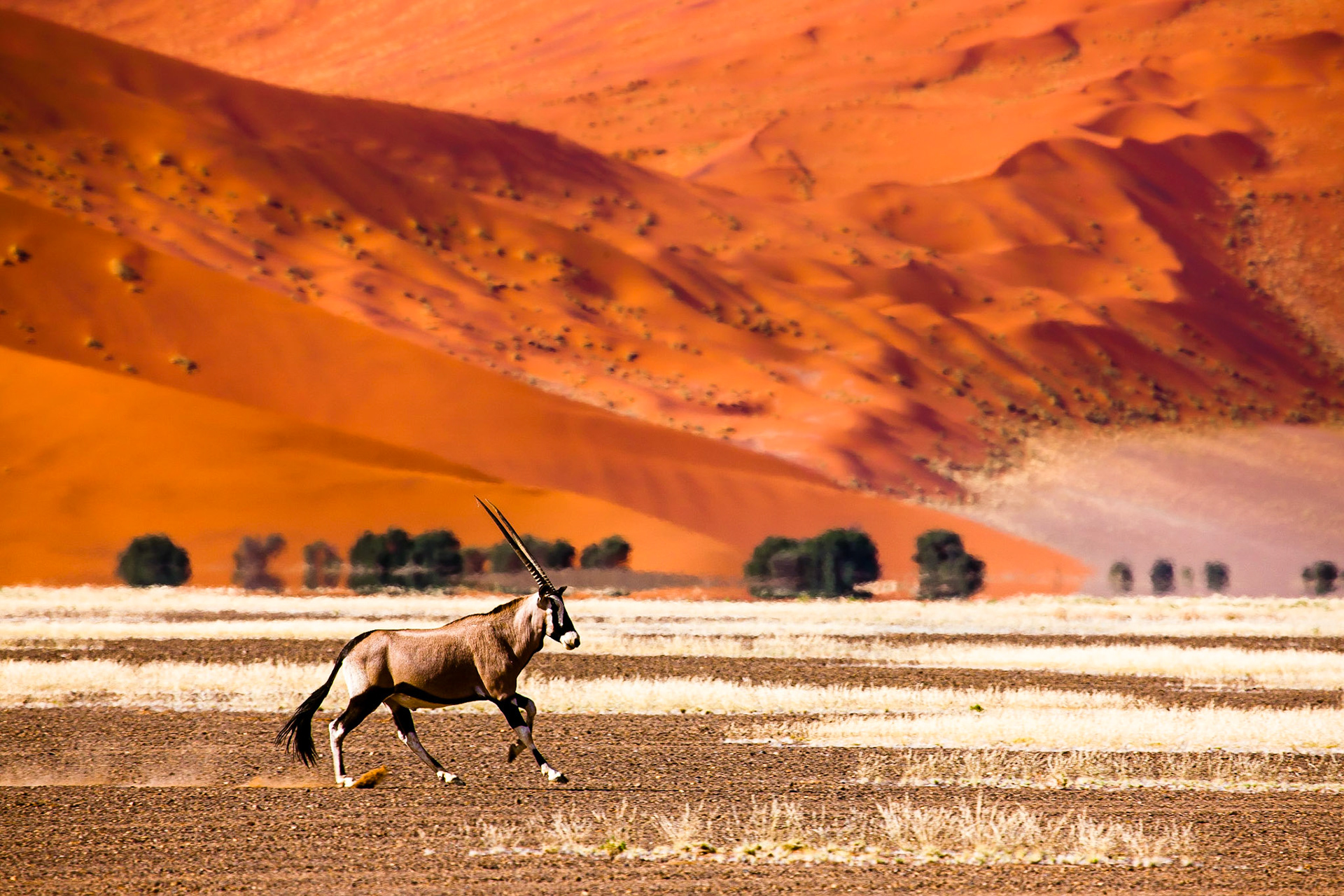 Oryx antelope and orange dunes in Sossusvlei - Namib - Namibia