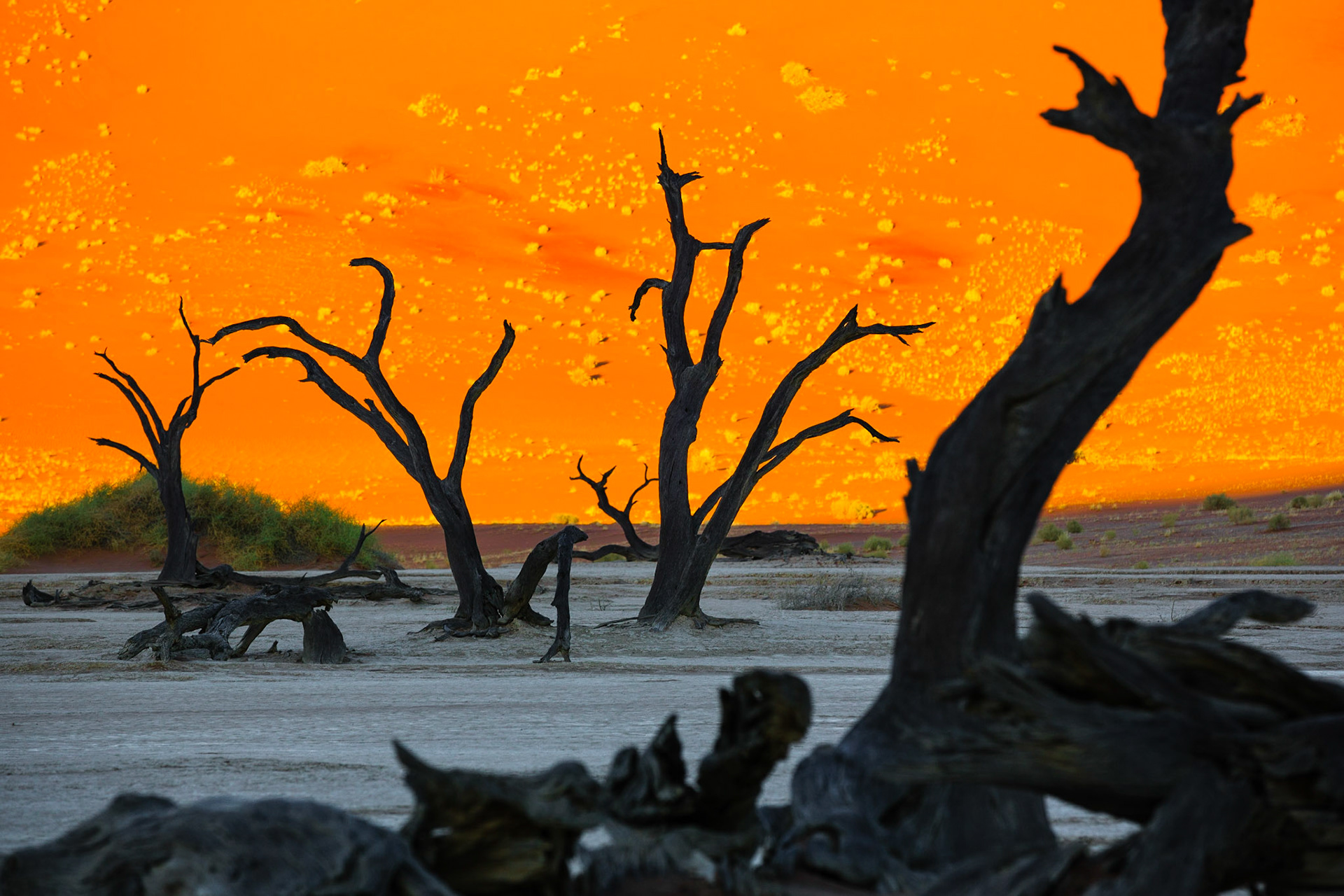 Mrtvé akácie v Dead Vlei na pozadí okolních dun na kterých ranní a večerní slunce rozehrává tóny sytě oranžové barvy. Některé jsou až 500 let staré a jejich dřevo má neuvěřitelnou strukturu formovanou sluncem. Vděčí jen svému tvrdému a houževnatému dřevu za to, že zde stojí dodnes. I když to rozhodně nevypadá, i tady jednou za čas zaprší a poté se naplní vyschlé pánve krátkodobě vodou, jež po vyschnutí vytvoří na dně pánve nádhernou mozaiku, která zde vydrží až do příštích dešťů.