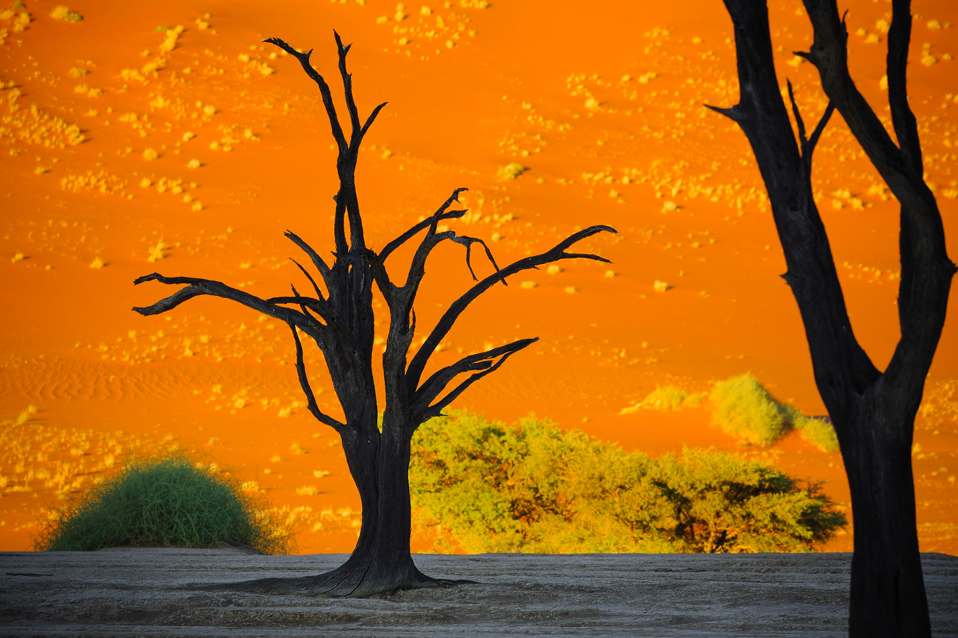 Mrtvé akácie v Dead Vlei na pozadí okolních dun na kterých ranní a večerní slunce rozehrává tóny sytě oranžové barvy. Některé jsou až 500 let staré a jejich dřevo má neuvěřitelnou strukturu formovanou sluncem. Vděčí jen svému tvrdému a houževnatému dřevu za to, že zde stojí dodnes. I když to rozhodně nevypadá, i tady jednou za čas zaprší a poté se naplní vyschlé pánve krátkodobě vodou, jež po vyschnutí vytvoří na dně pánve nádhernou mozaiku, která zde vydrží až do příštích dešťů.