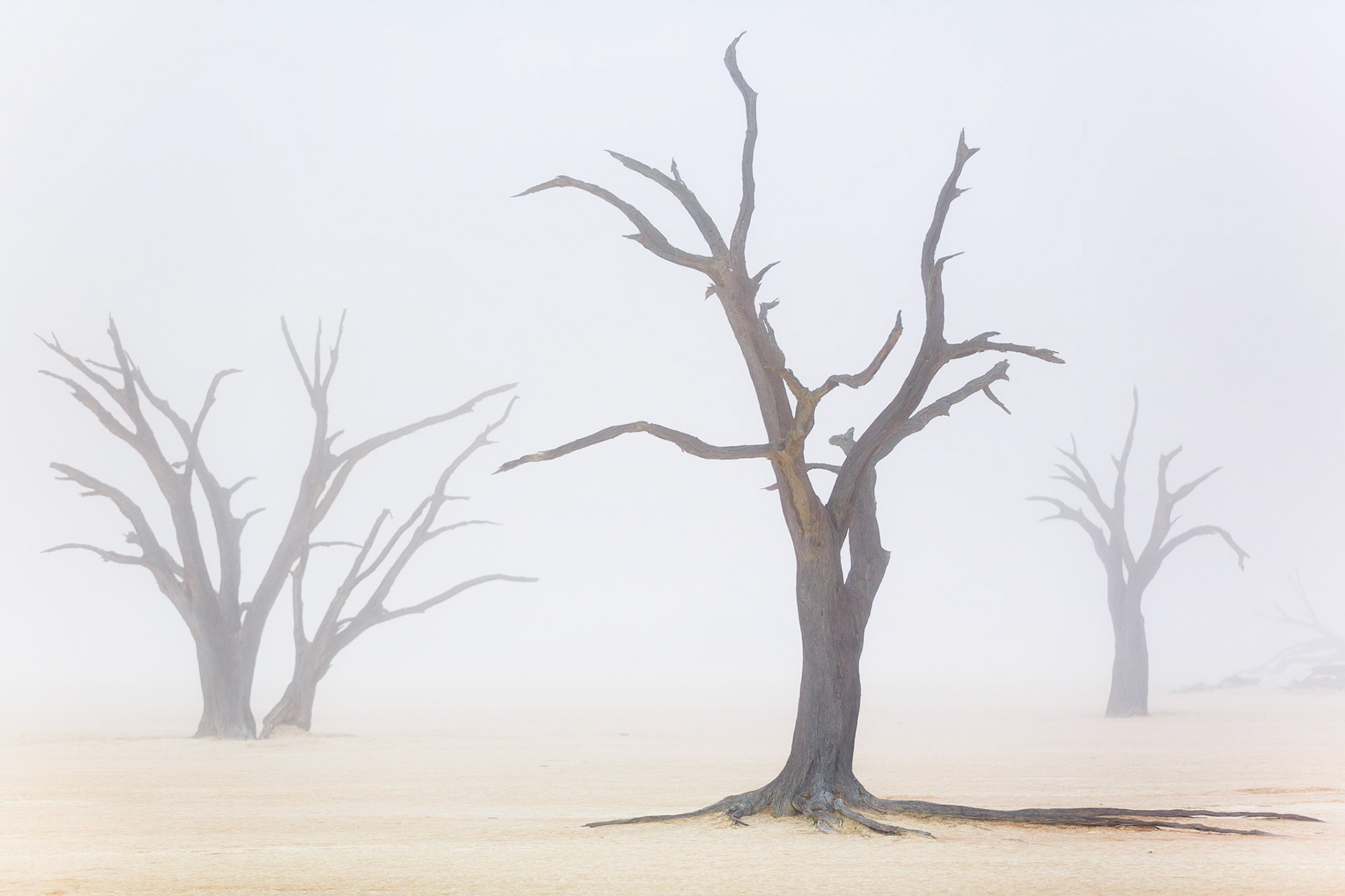 Sussusvlei Deadvlei - Namibia / Až 300 metrů vysoké duny obklopují solnou pánev Sossusvlei. Přestože je toto místo ukryto hluboko v poušti, mlžná rána zde nejsou zase až tak výjimečná. Mlha dokáže diametrálně změnit atmosféru tohoto místa, které po většinu času září sluncem, sytě oranžovou a hnědou barvou.