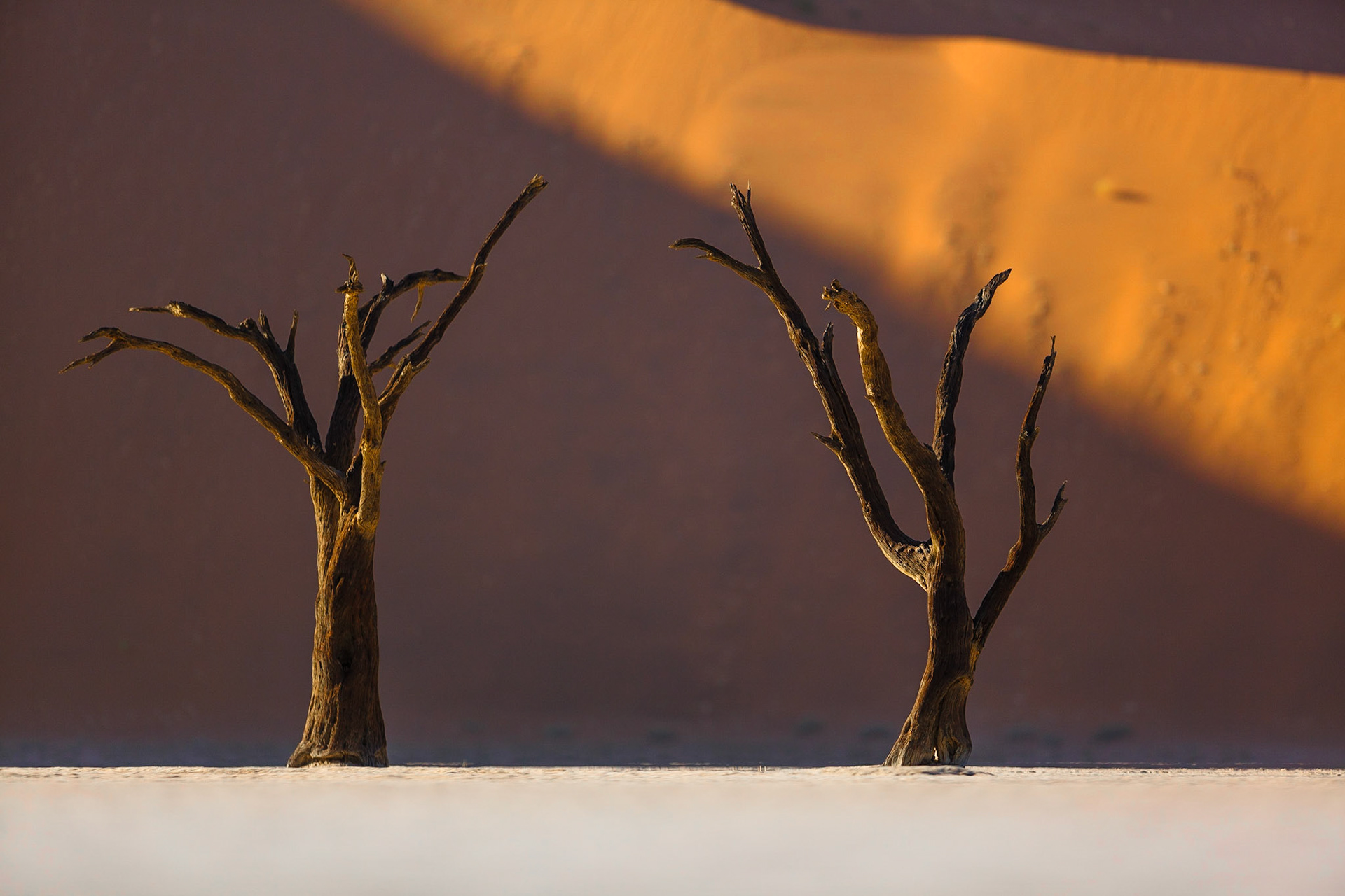 Až 300 metrů vysoké duny obklopují solnou pánev Sossusvlei. Přestože je toto místo ukryto hluboko v poušti, mlžná rána zde nejsou zase až tak výjimečná. Mlha dokáže diametrálně změnit atmosféru tohoto místa, které po většinu času září sluncem, sytě oranžovou a hnědou barvou.