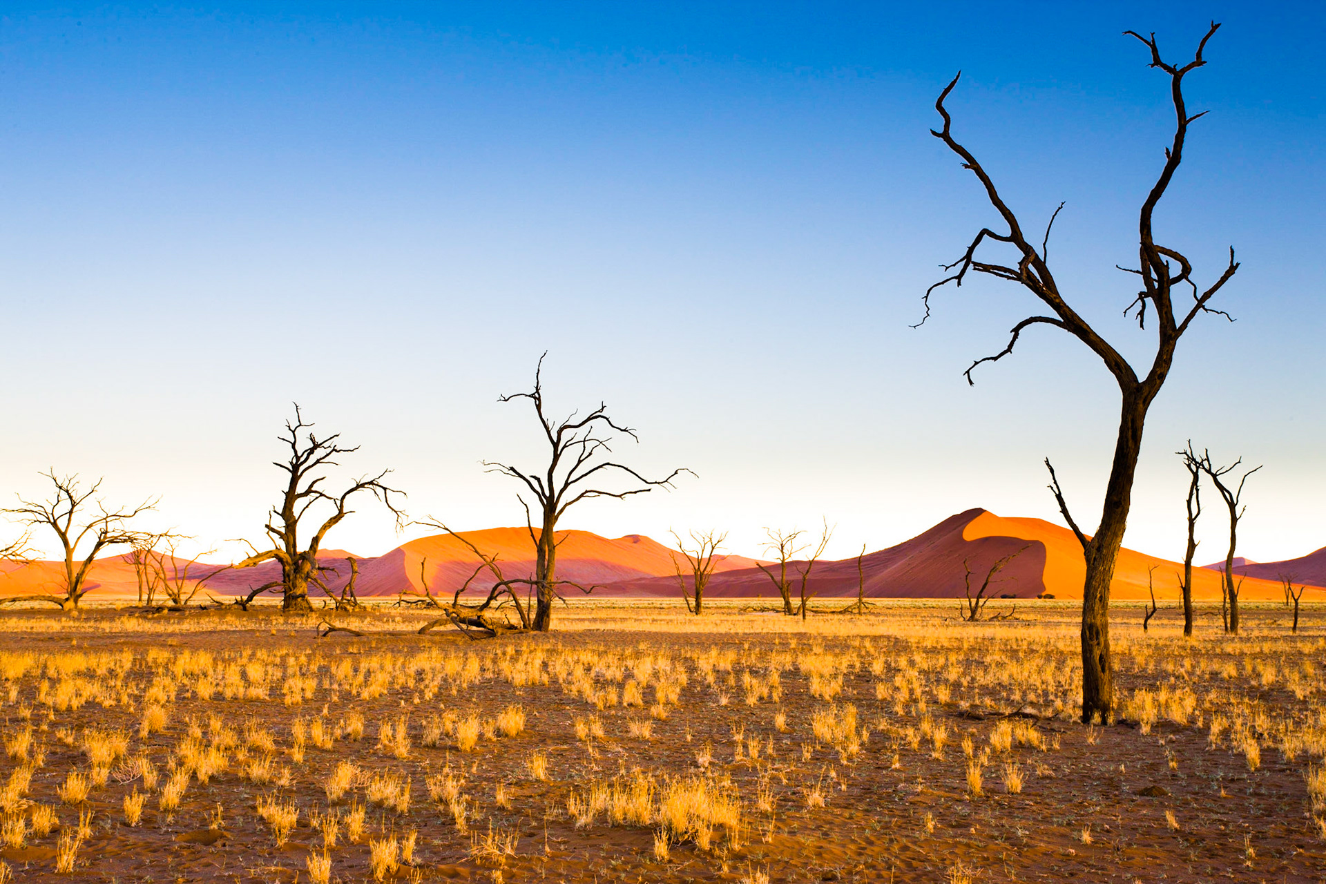 Mrtvé akácie v pozadí s dunami při západu slunce.