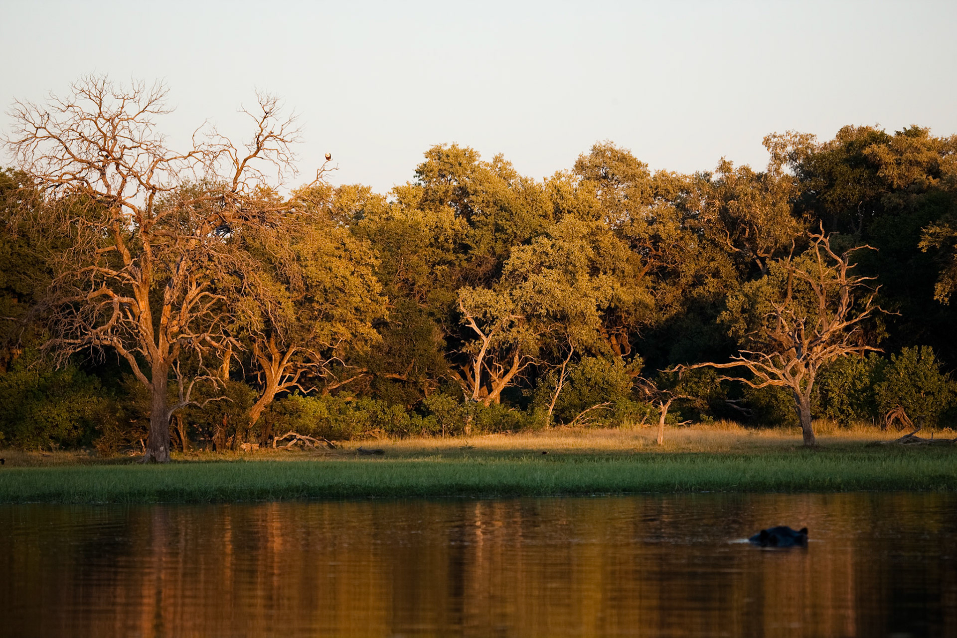 Landscape in Moremi GR - Okavango delta - Botswana