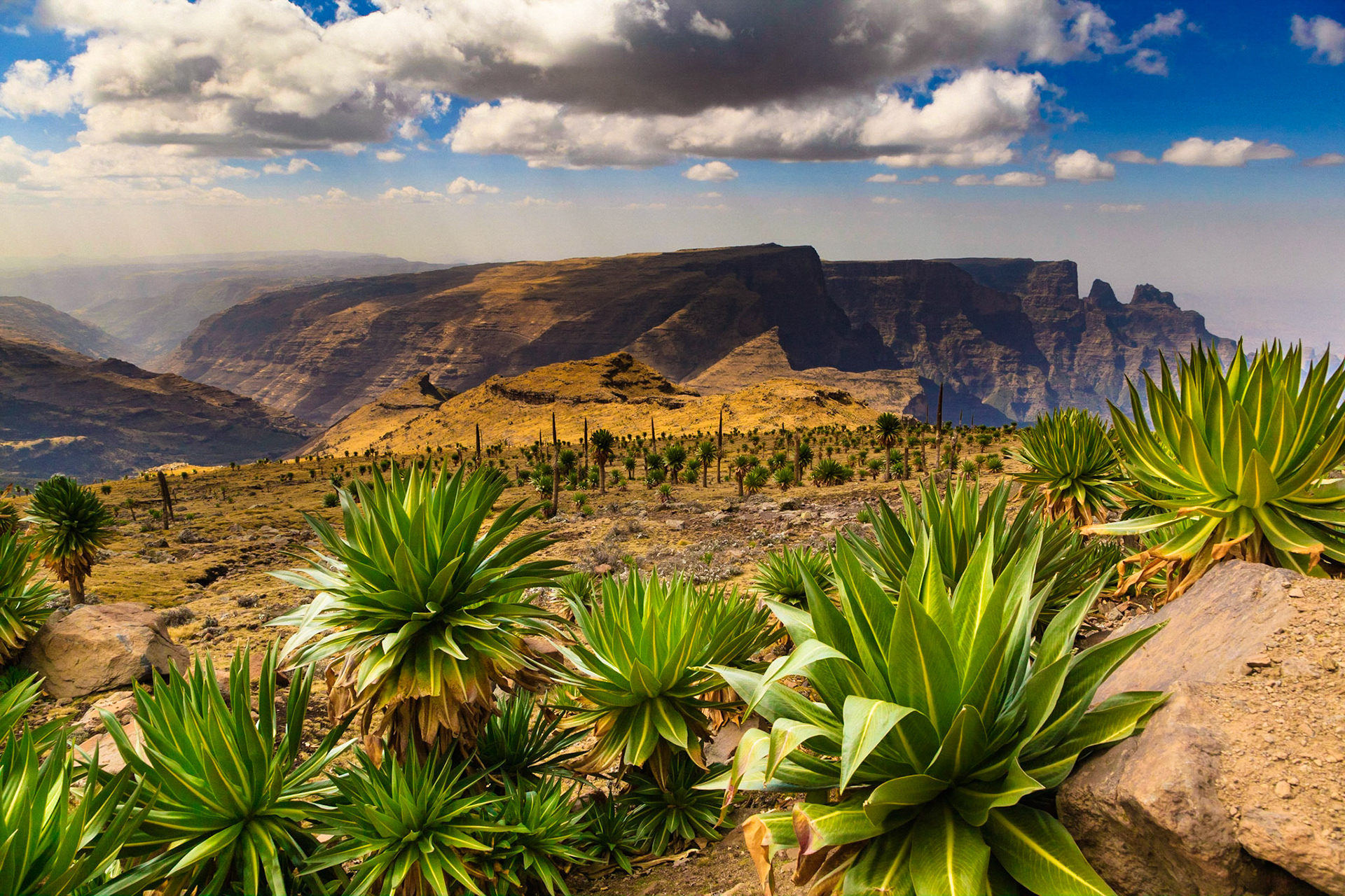 Giant Lobelia - Simien Mountains National Park - UNESCO World Heritage Centre  - Ethiopia / Pláně ve vyšších partiích parku SIMIEN MOUNTAIN jsou pokryté tisíci exempláři Lobelií (Giant Lobeli). Ty dodávají vzhledu krajiny specifický a exotický charakter. Primárním důvodem založení parku byla ochrana endemitského druhu horského kozorožce (Walia Ibex).
