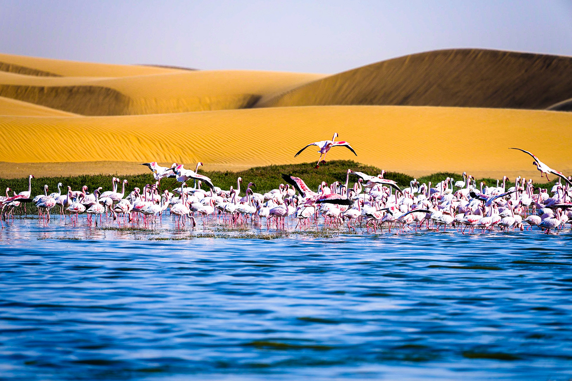 Flamingos in desert lagune - Skeleton Coast National Park - Namibia