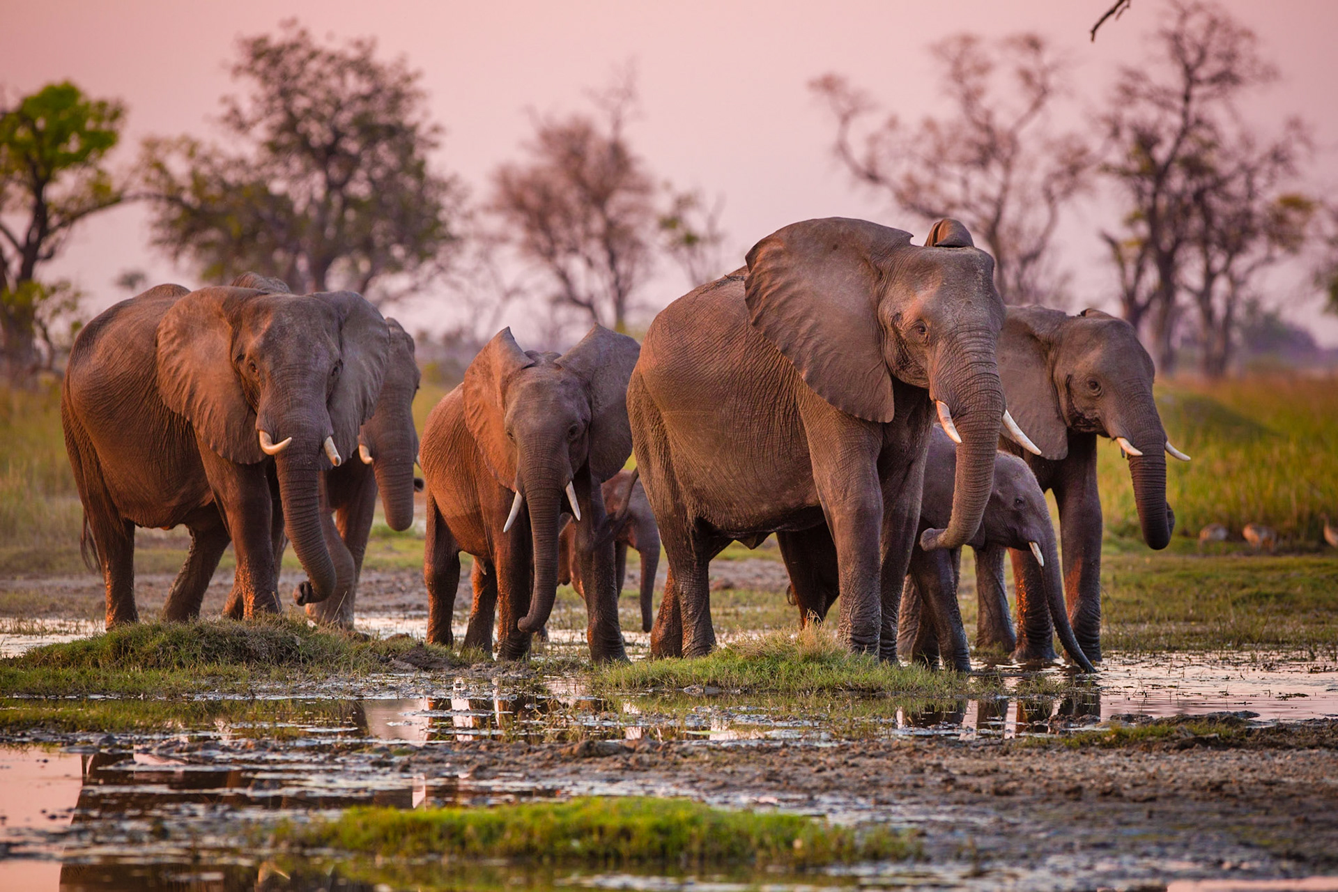 Elephants in Moremi National Park - Botswana