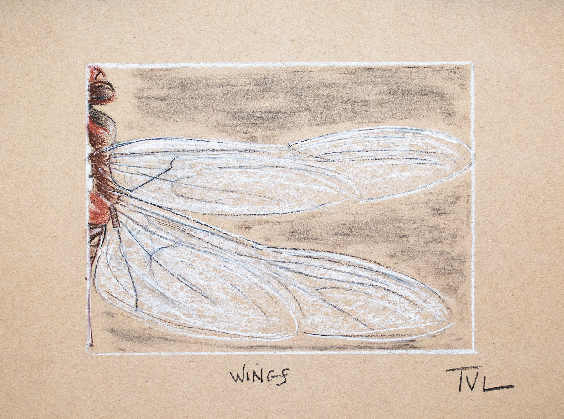DRAGONFLY WING - 11 x 8.5 Charcoal on Paper $98