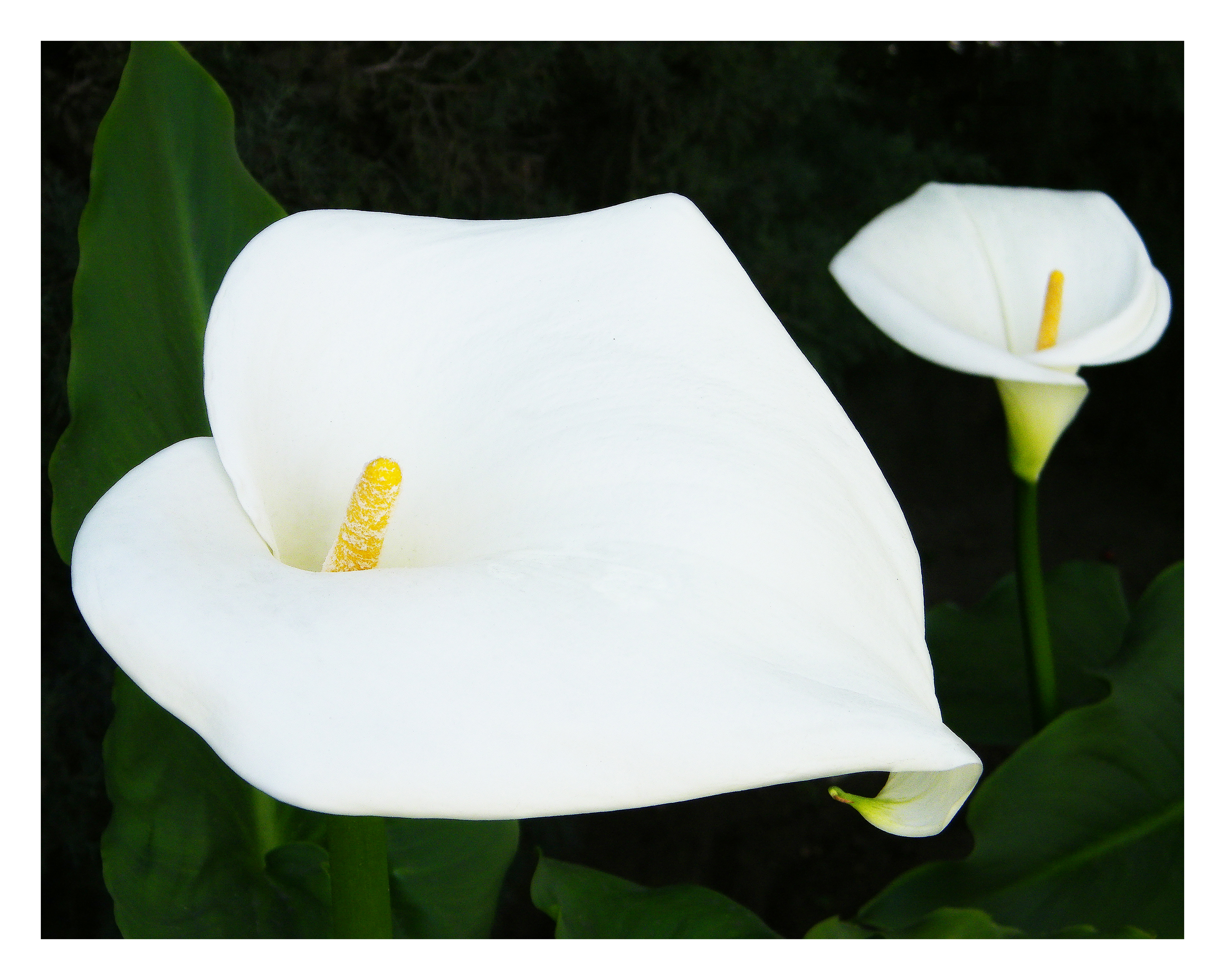 CALLA LILY 14 x 11 Photo Print $26