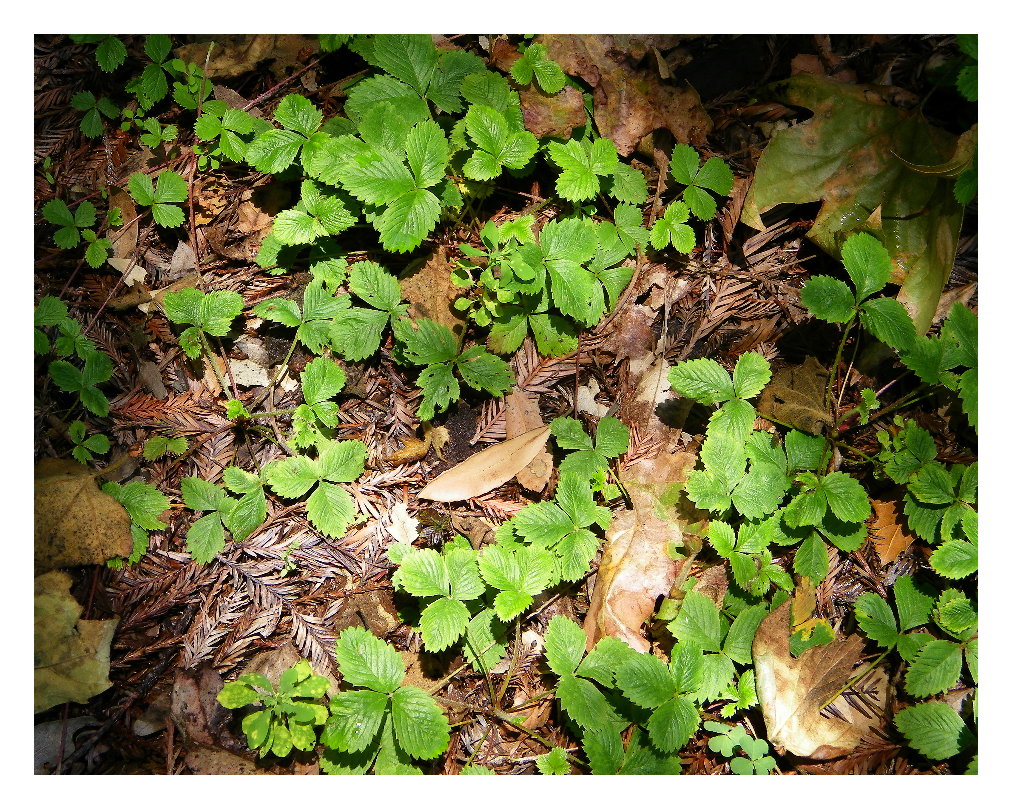 GROWTH - 14 x 11 Photo Print $26