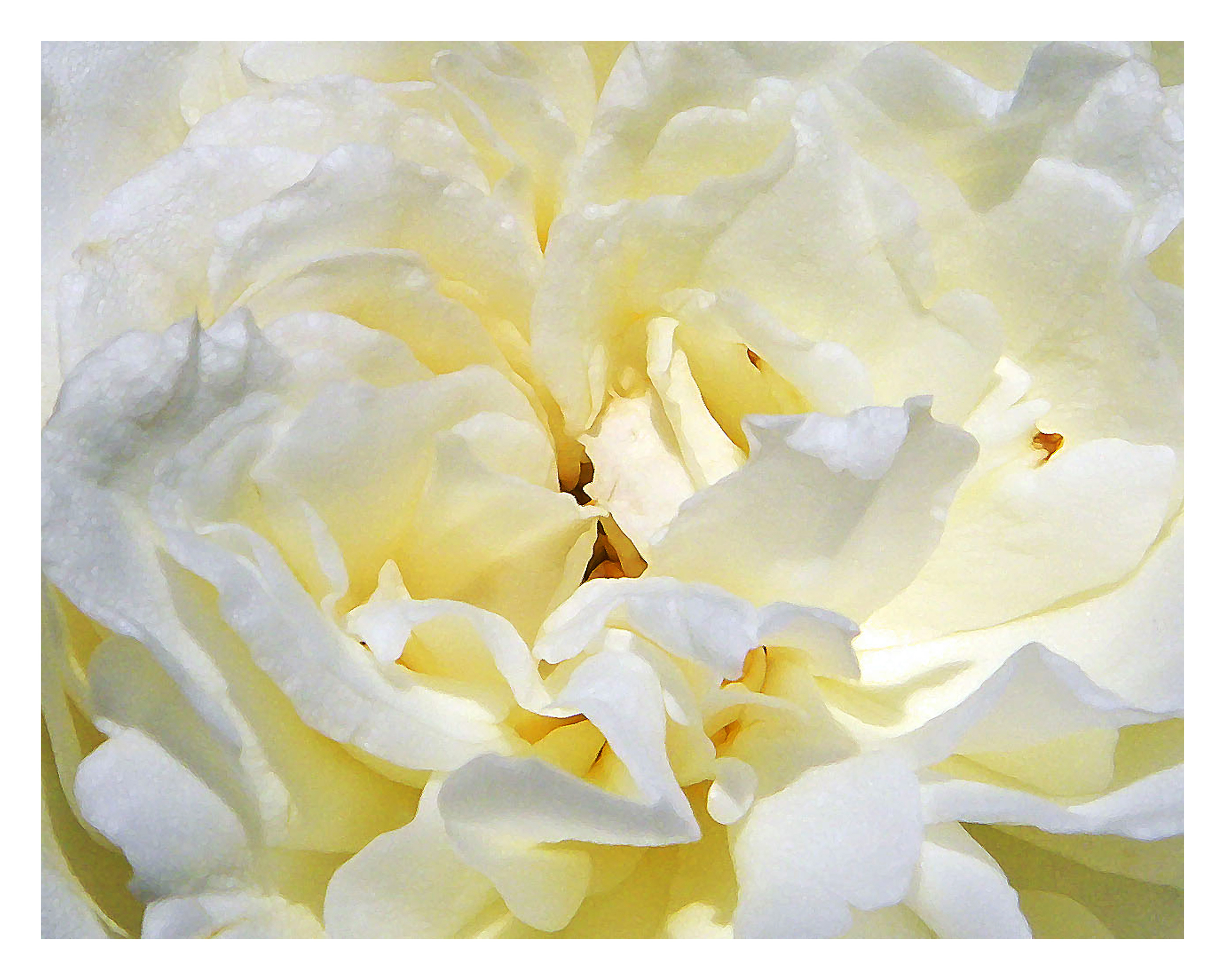 WHITE FLOWER - 14 x 11 Photo Print $26