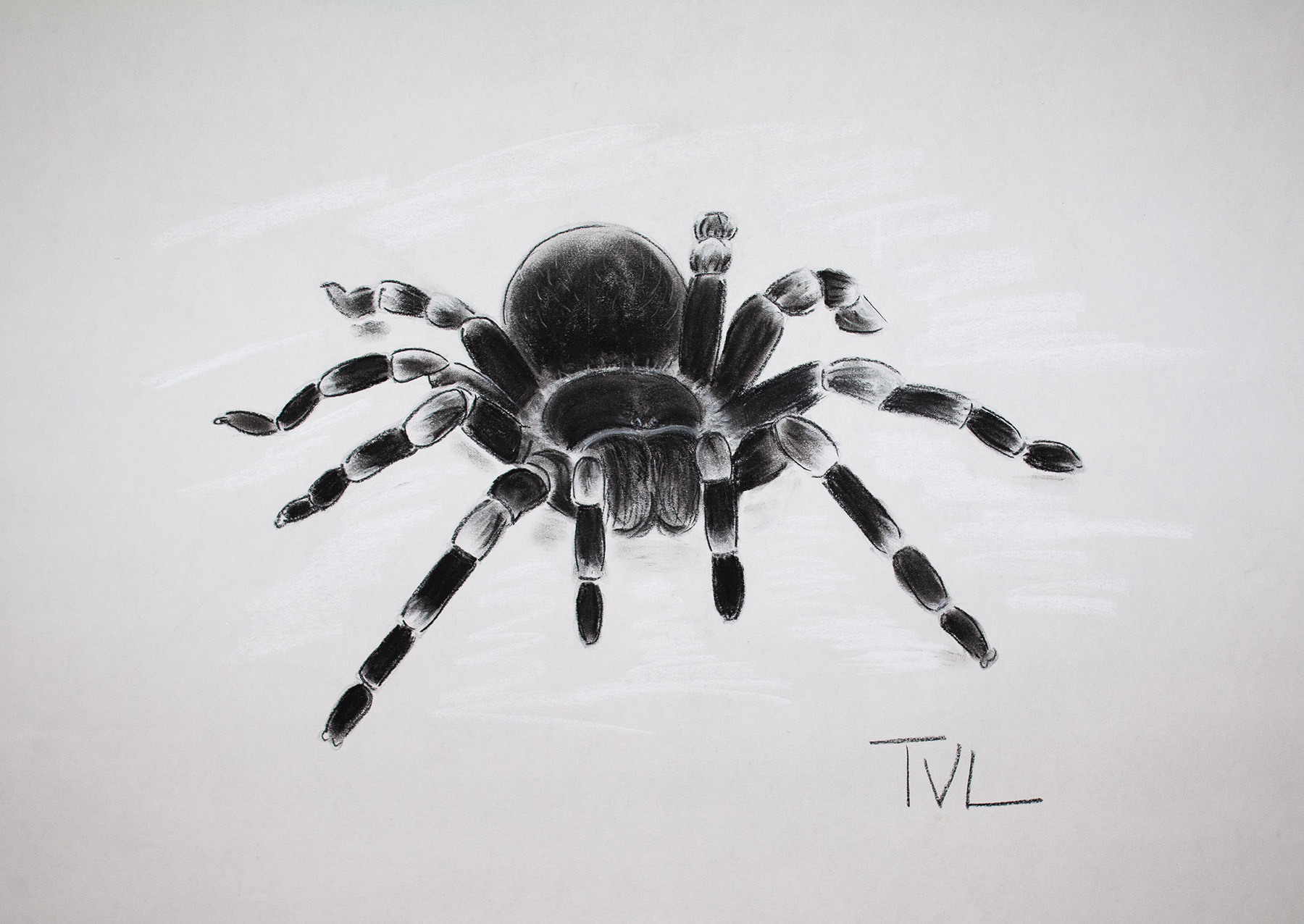 SPIDER C - 24 x 18 Charcoal on Paper $210