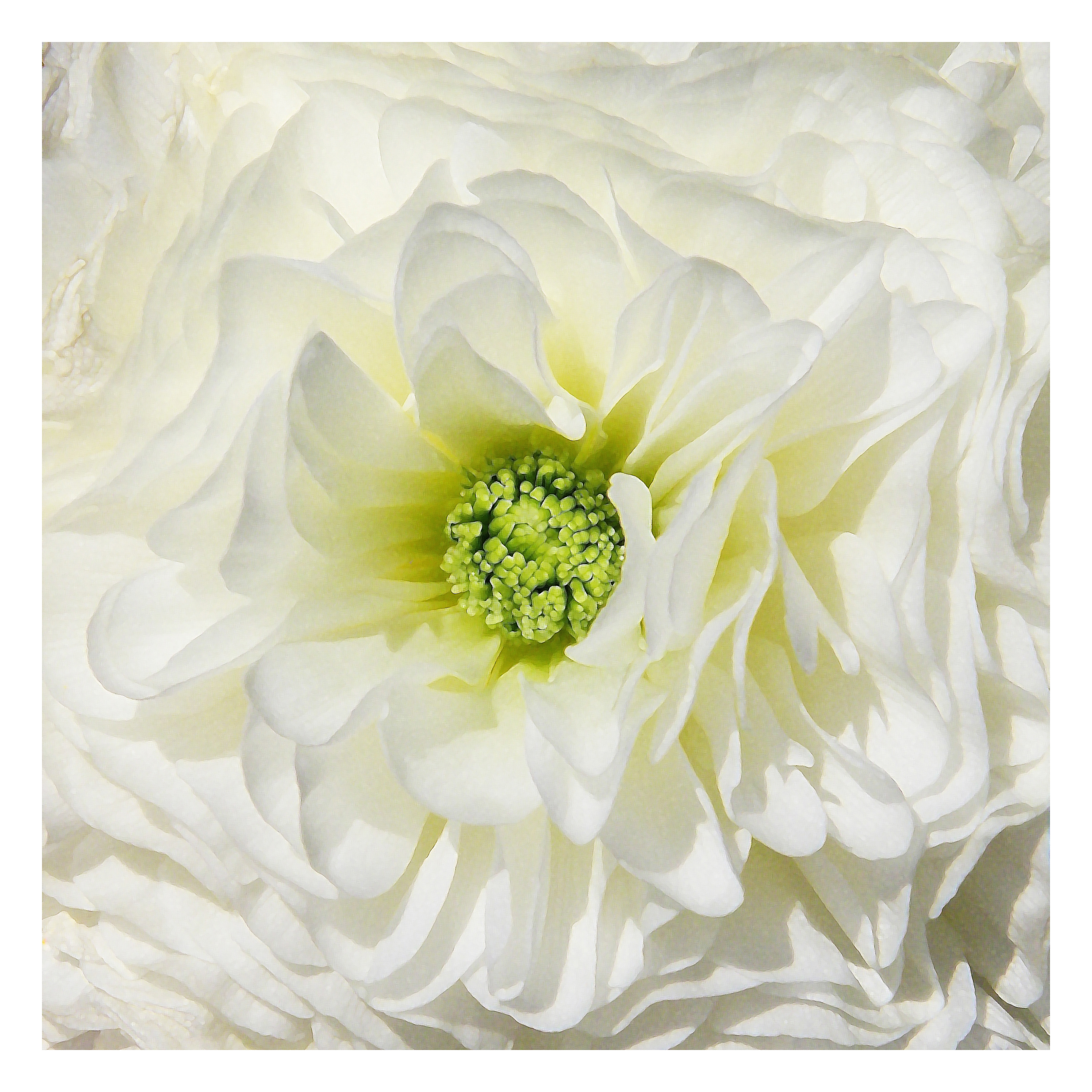 WHITE RANCULUS DETAIL - 12 x 12 Photo Print $26