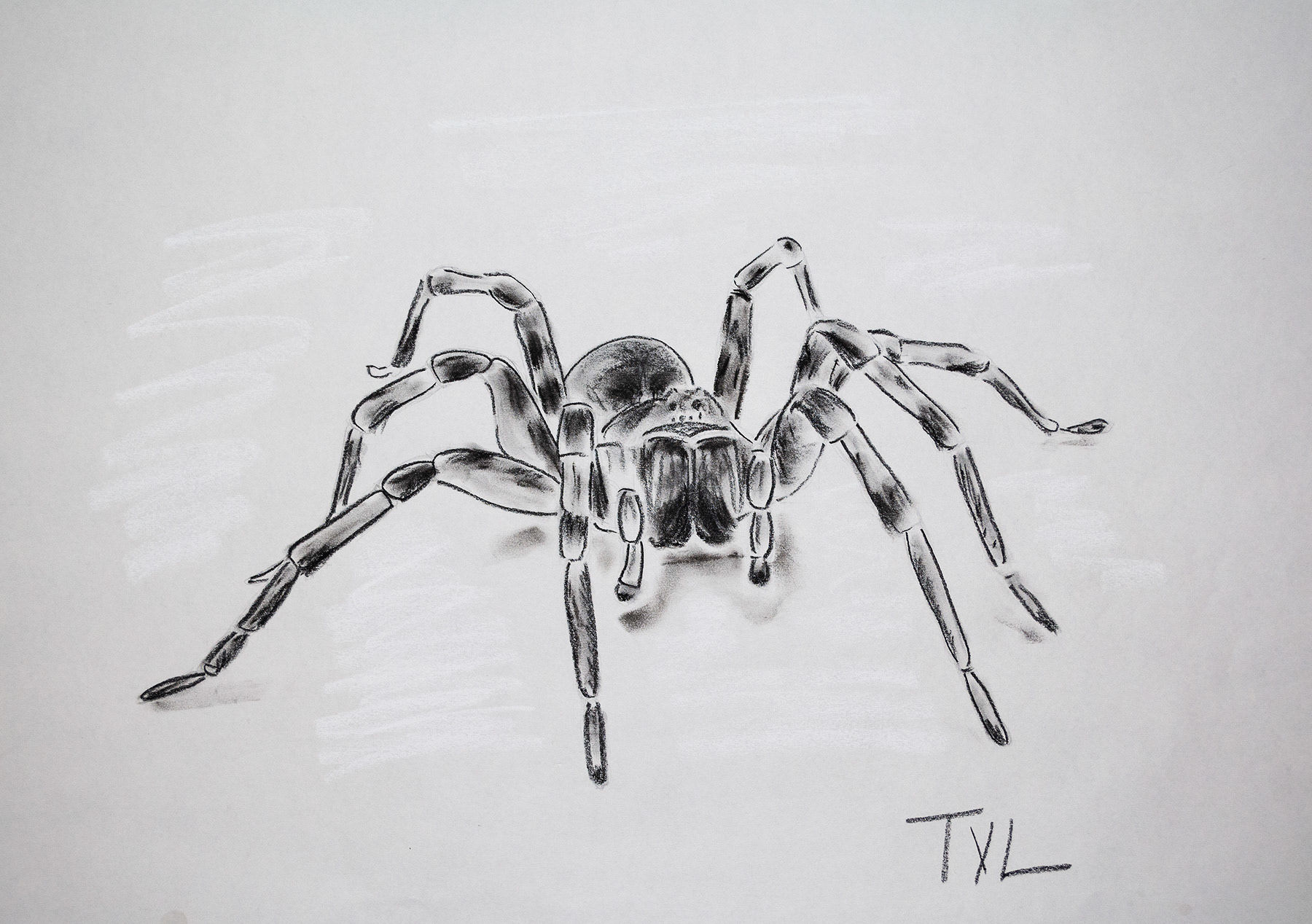 SPIDER B - 24 x 18 Charcoal on Paper $210