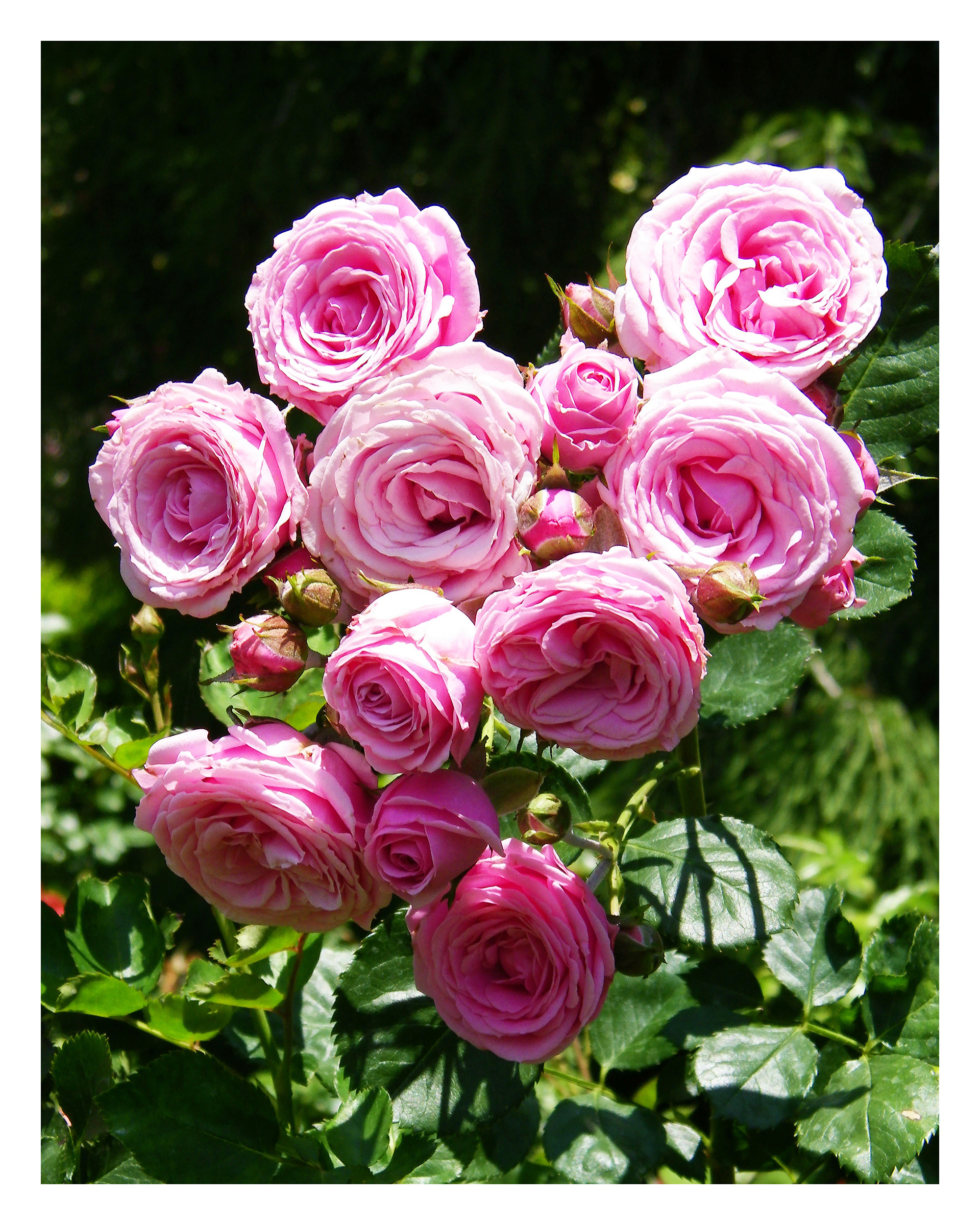 PINK ROSES - 11 x 14 Photo Print $26