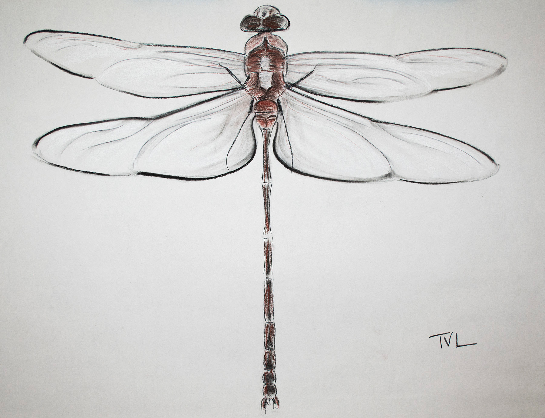DRAGONFLY A - 28 x 24 Charcoal on Paper $210