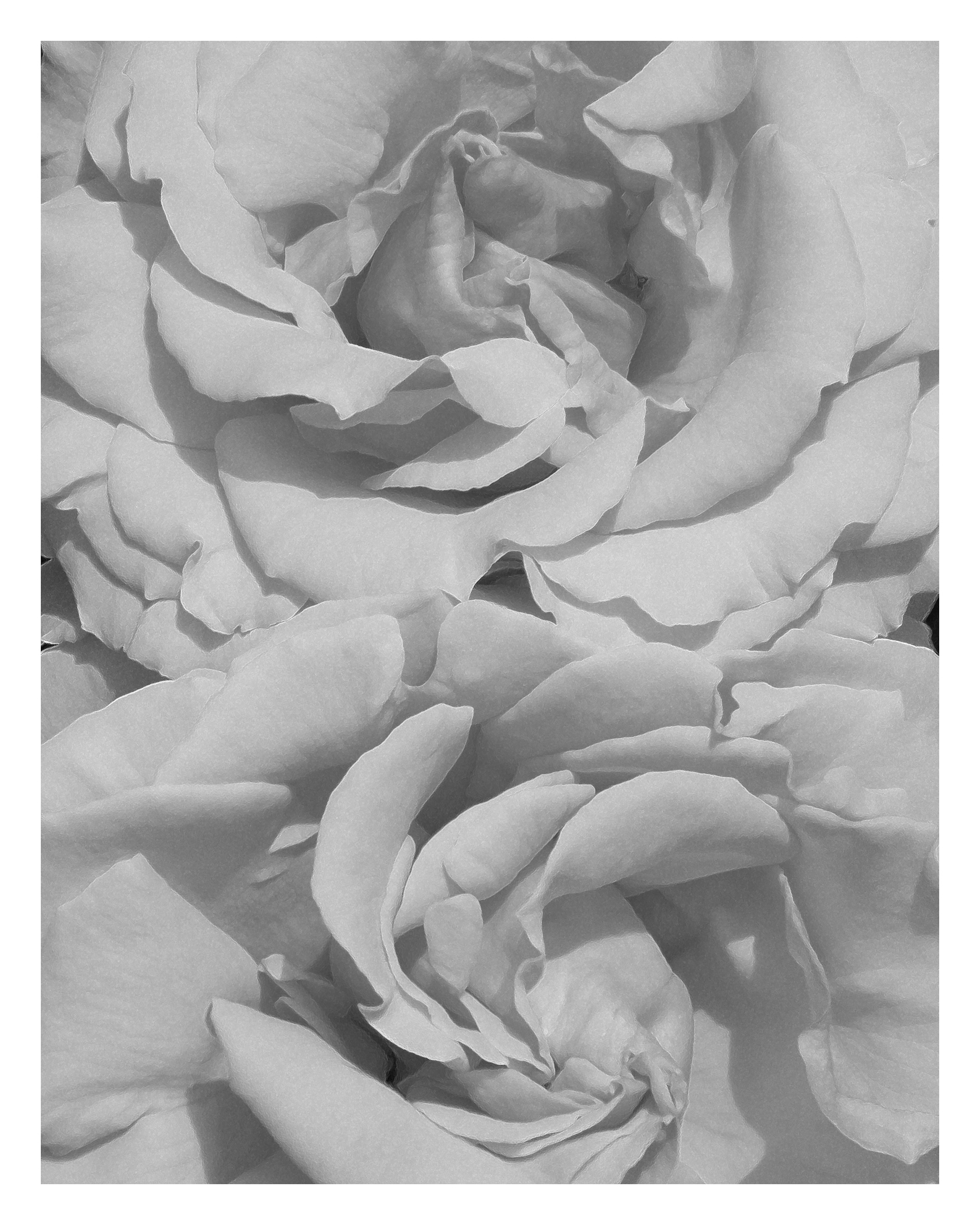 BLACK N WHITE ROSES - 11 x 14 Photo Print $26